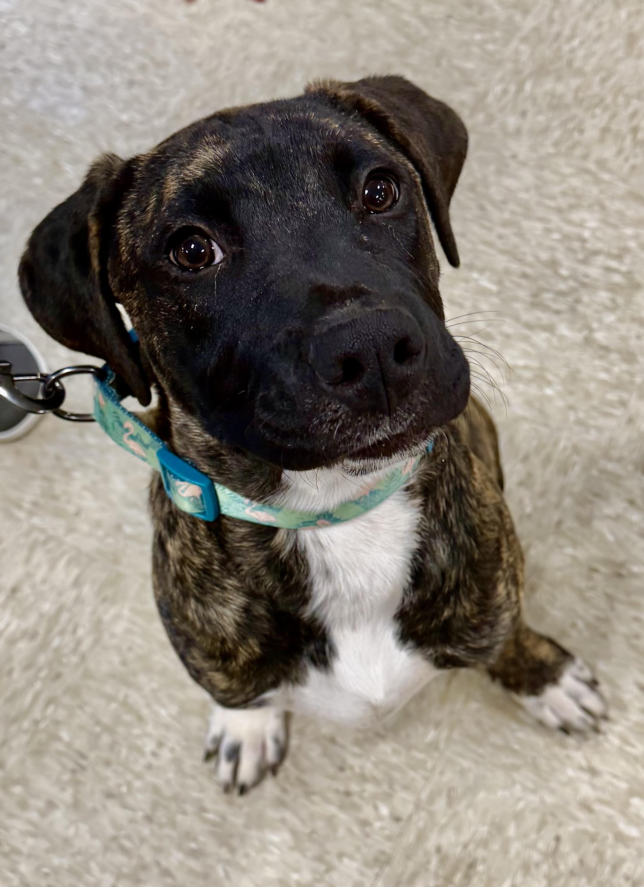 Hudson , ADOPTABLE, Young Male Labrador Retriever & Hound.