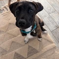 Enlarge Hudson , a ADOPTABLE mixed breed in Waxhaw, NC image 4/6