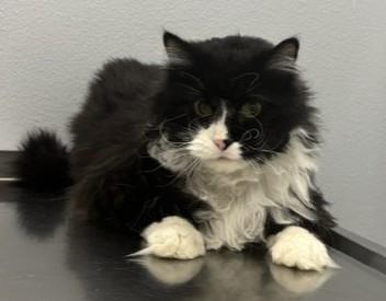 Oscar, a Adoptable Domestic Long Hair in Pella, IA image 1/3
