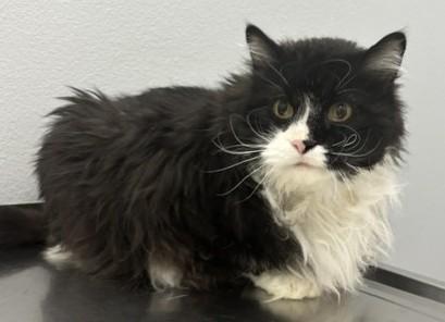 Oscar, a Adoptable Domestic Long Hair in Pella, IA image 2/3