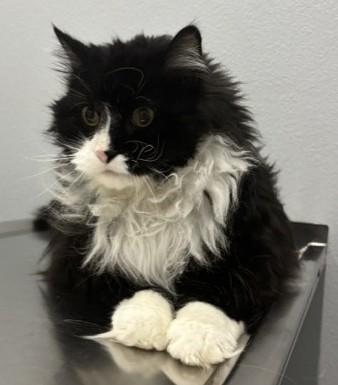Oscar, a Adoptable Domestic Long Hair in Pella, IA image 3/3