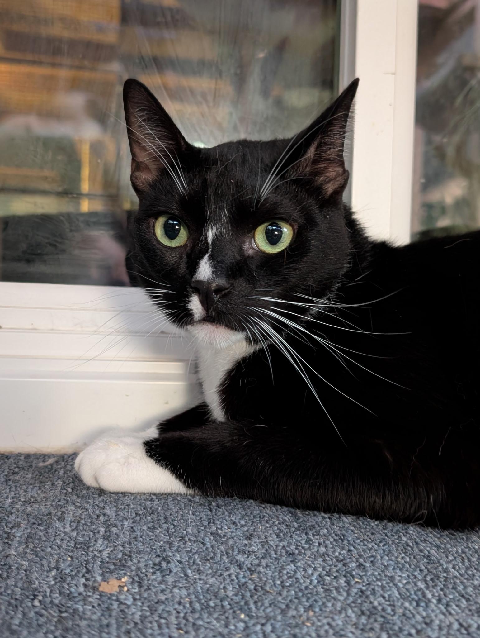 Enlarge Pepe, a Adoptable Domestic Short Hair in San Jose, CA image 6/6