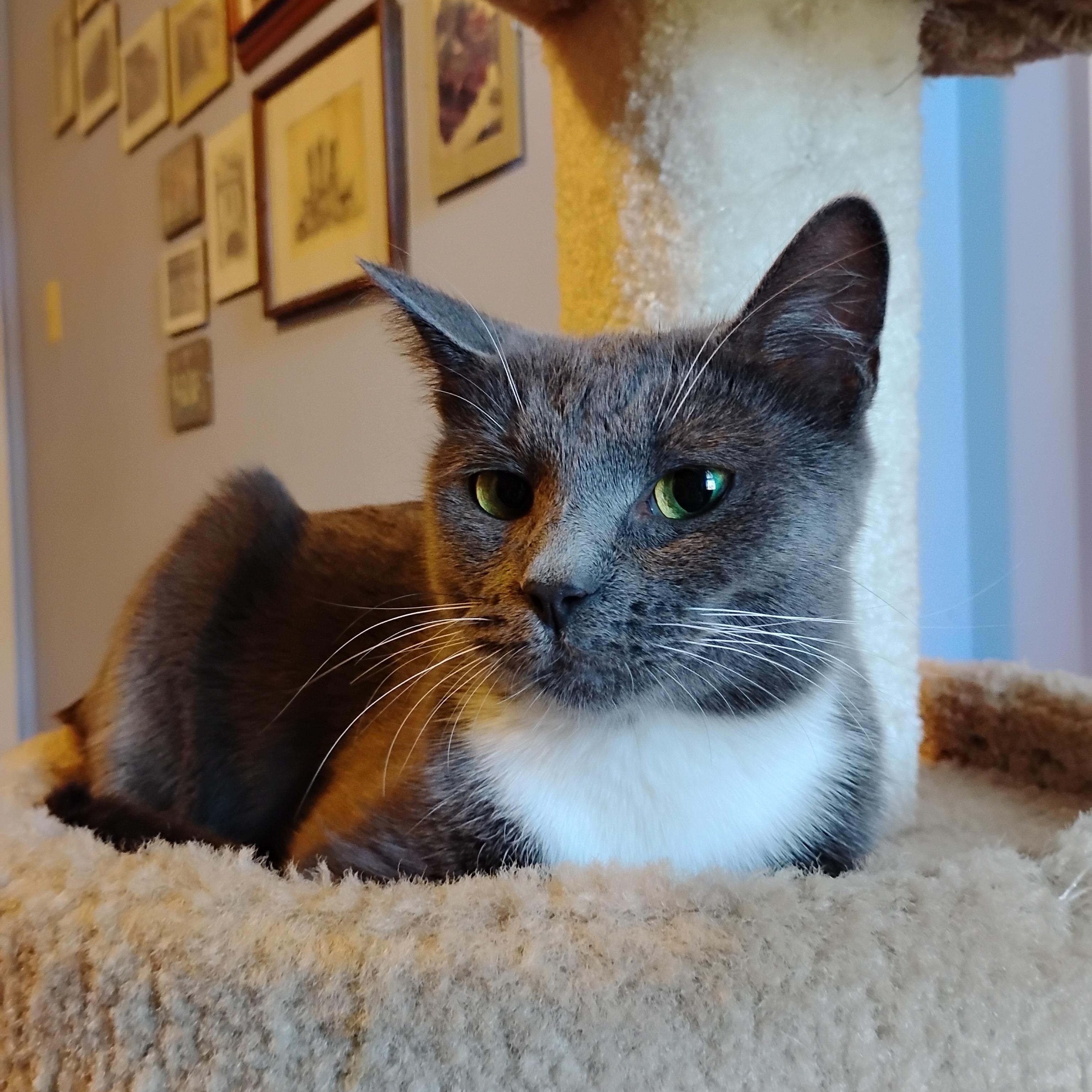 Hazel, a ADOPTABLE Domestic Short Hair in Beltsville, MD image 2/6