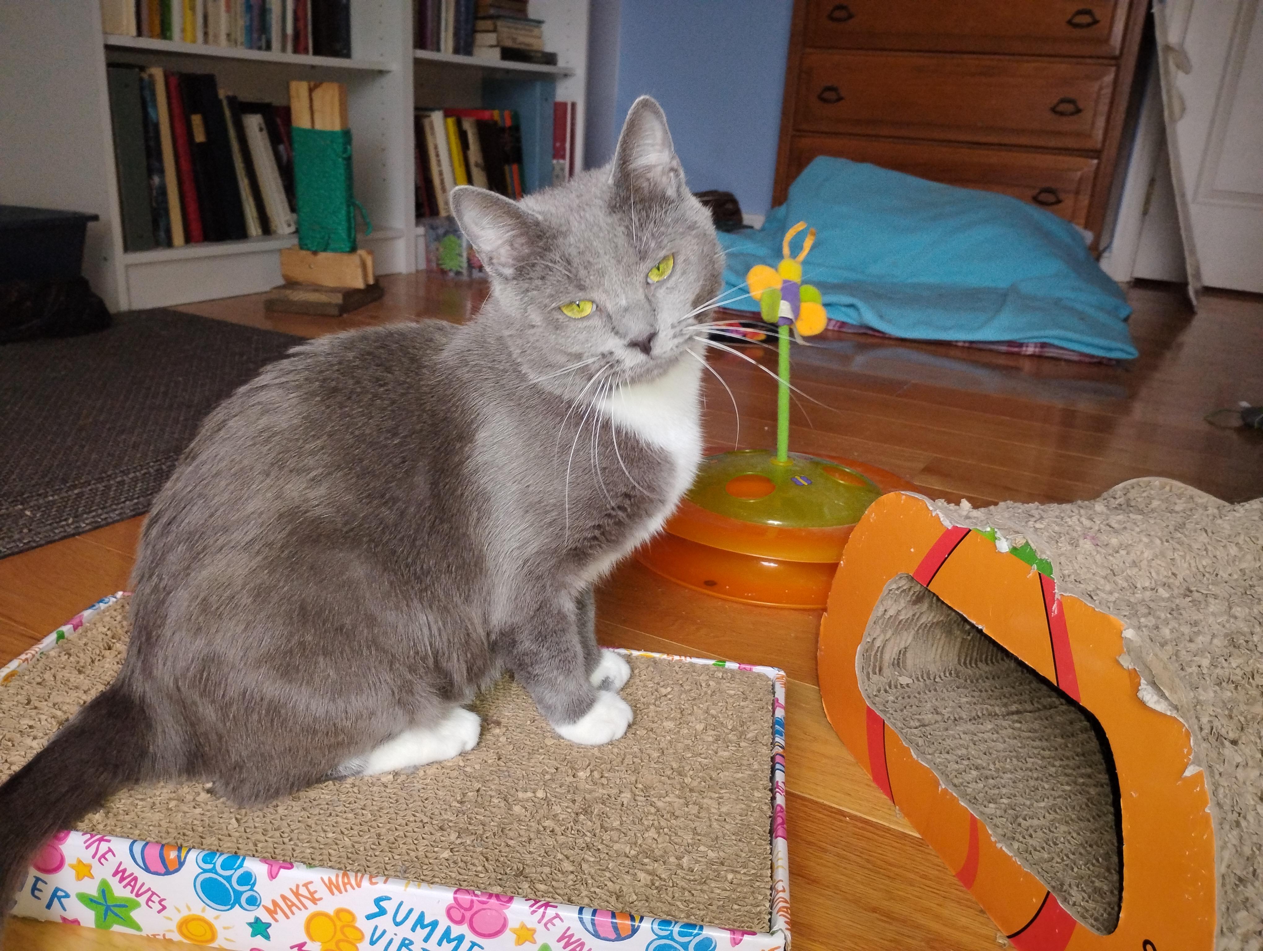 Enlarge Hazel, an adoption pending Domestic Short Hair in Beltsville, MD image 5/6