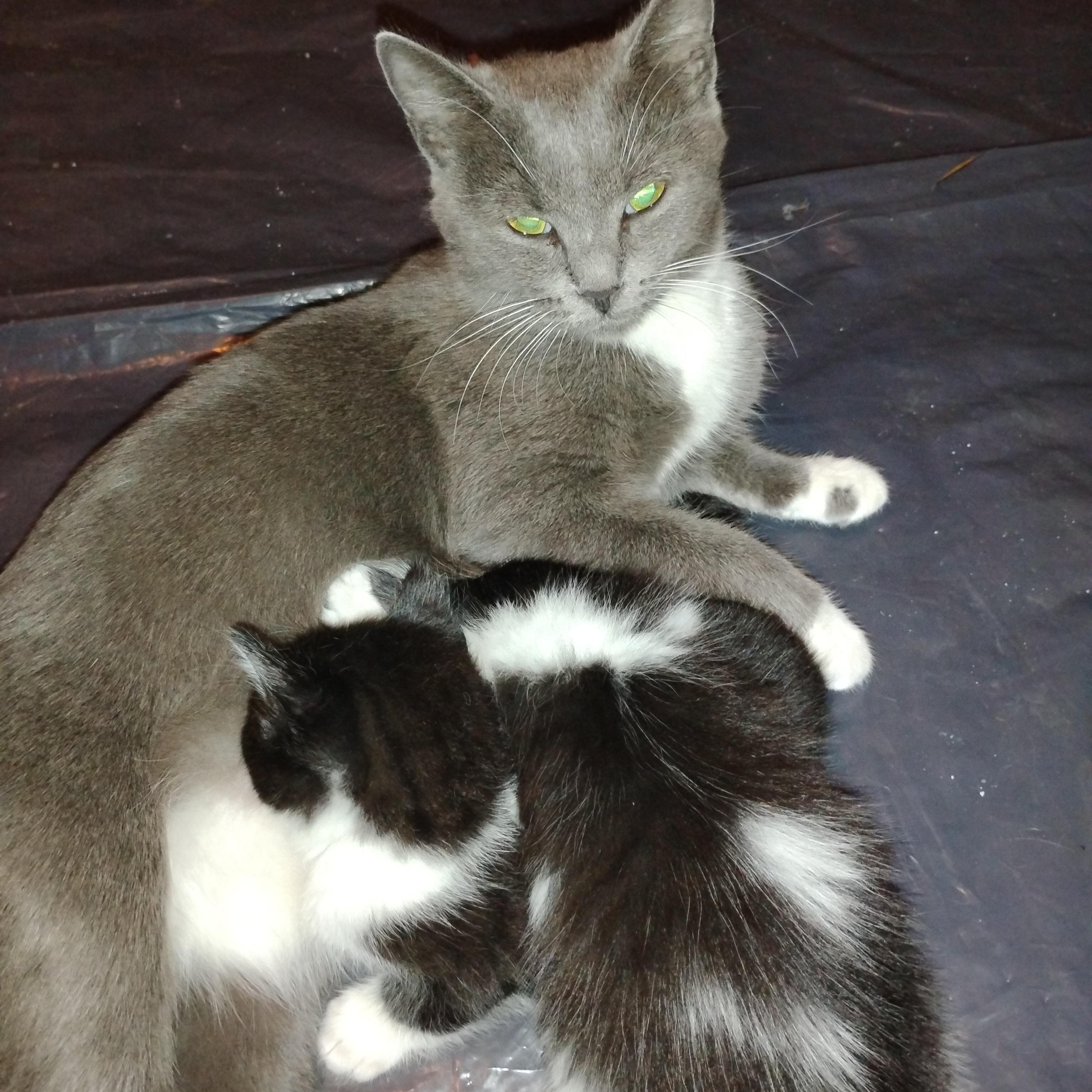 Hazel, a ADOPTABLE Domestic Short Hair in Beltsville, MD image 5/6