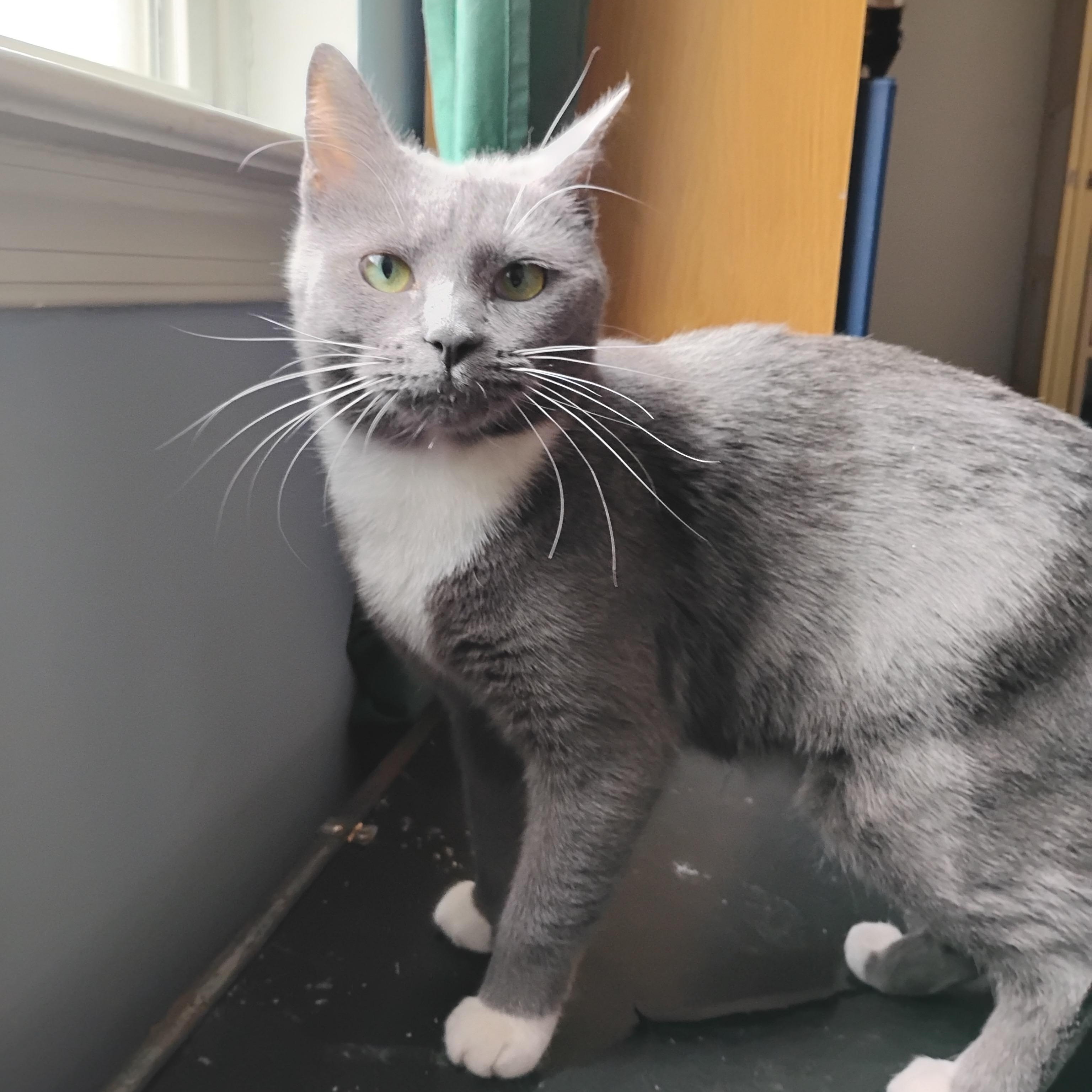 Enlarge Hazel, an adoption pending Domestic Short Hair in Beltsville, MD image 3/6