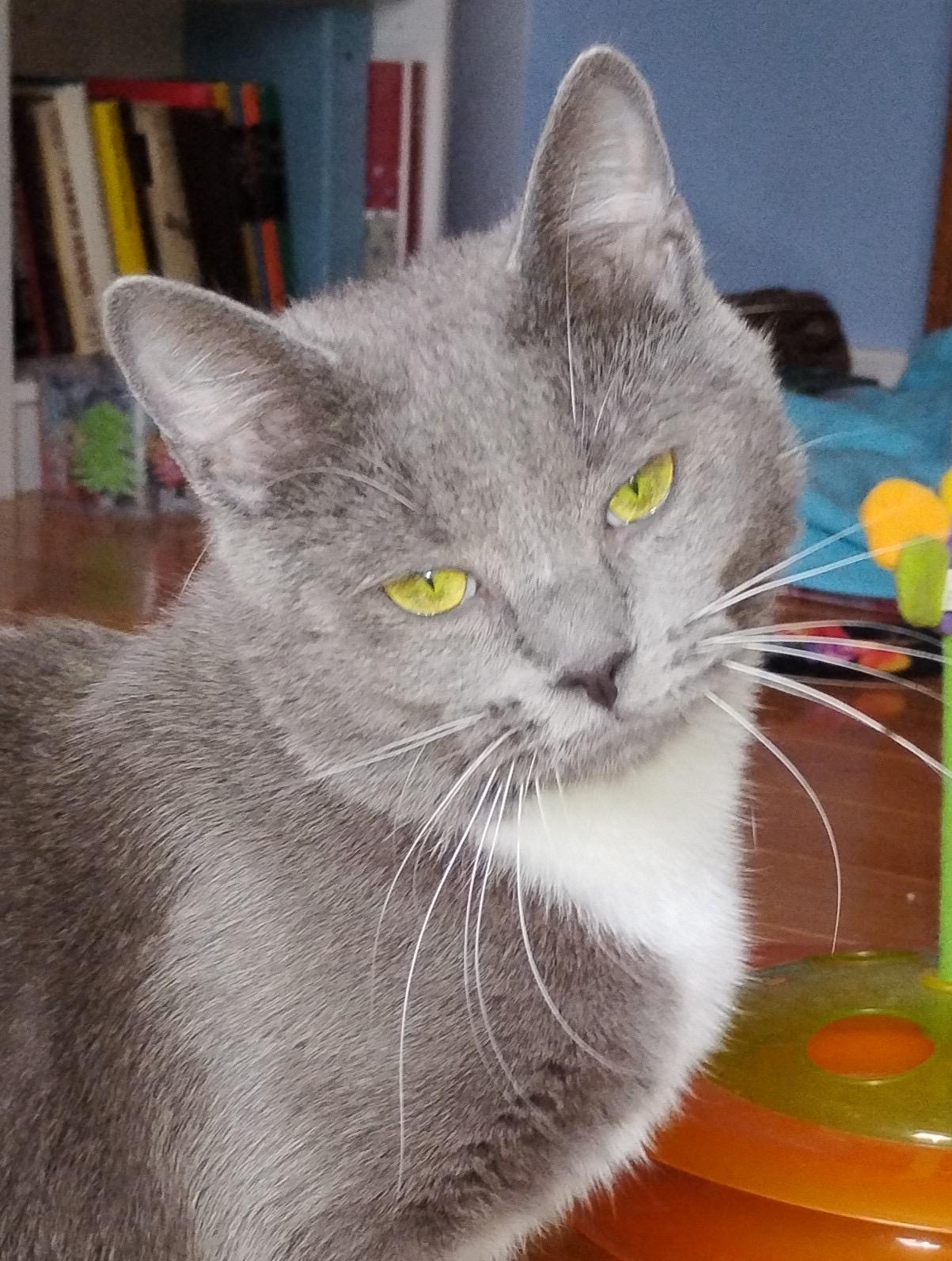 Hazel, ADOPTABLE, Adult Female Domestic Short Hair.