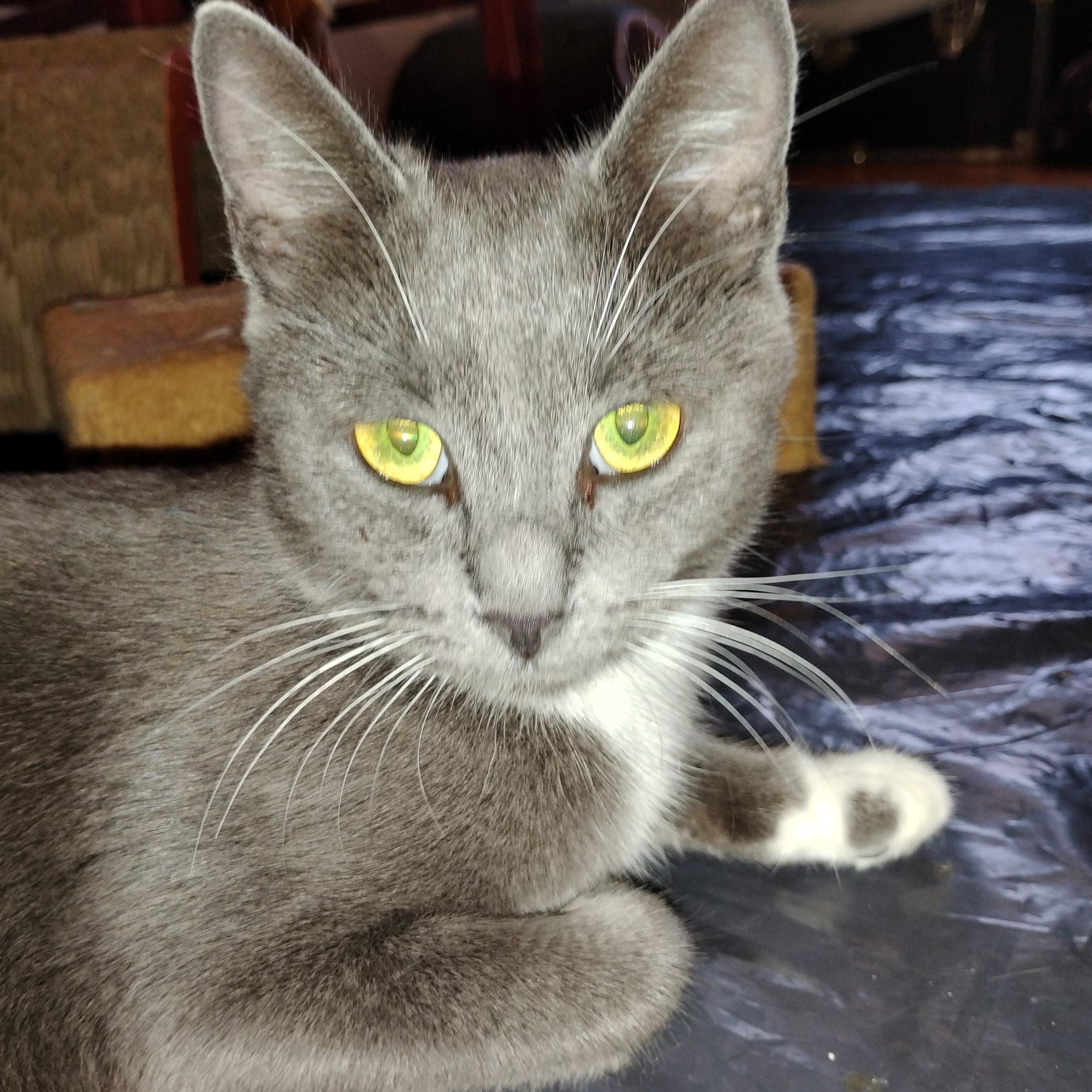 Hazel, a ADOPTABLE Domestic Short Hair in Beltsville, MD image 3/6