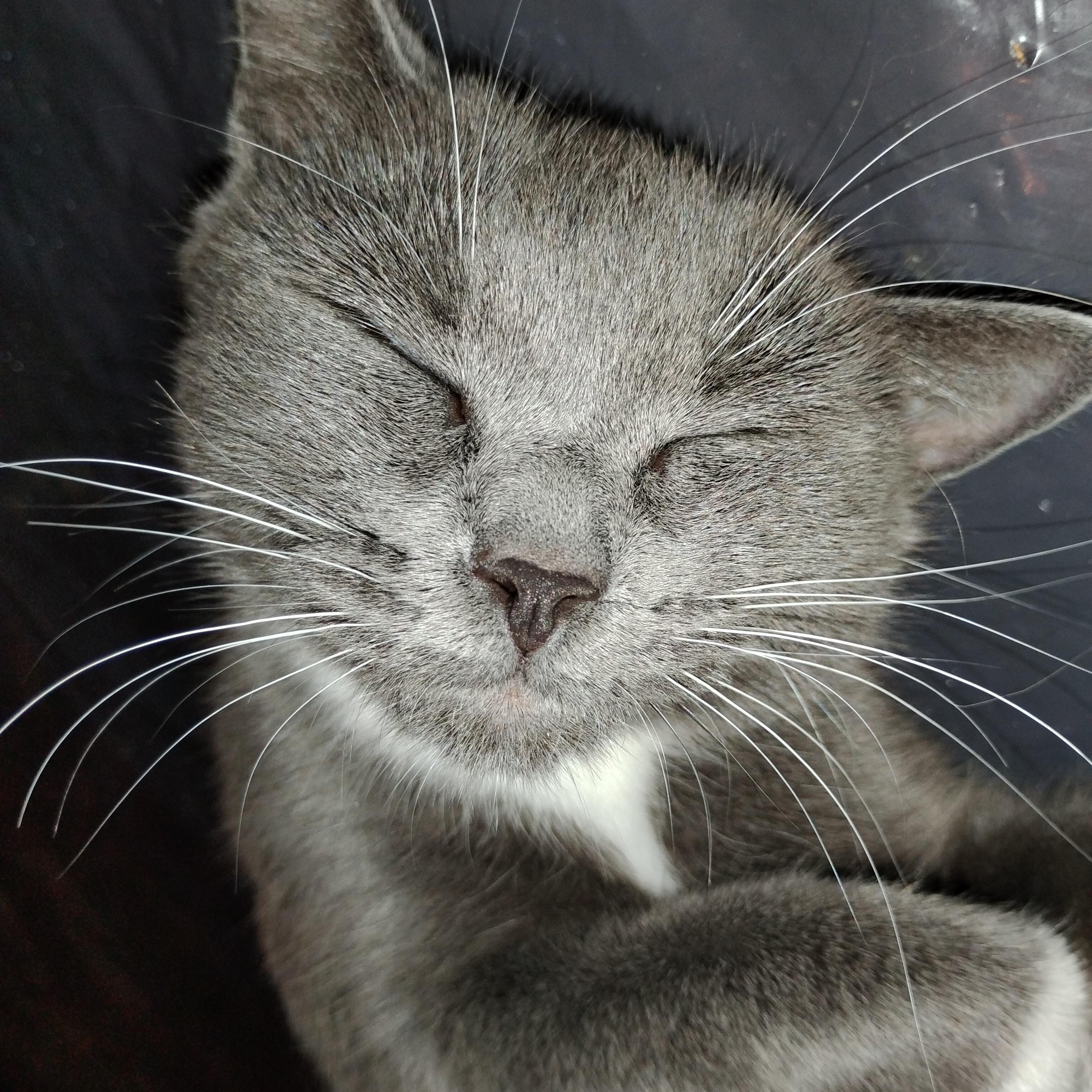 Hazel, a ADOPTABLE Domestic Short Hair in Beltsville, MD image 4/6