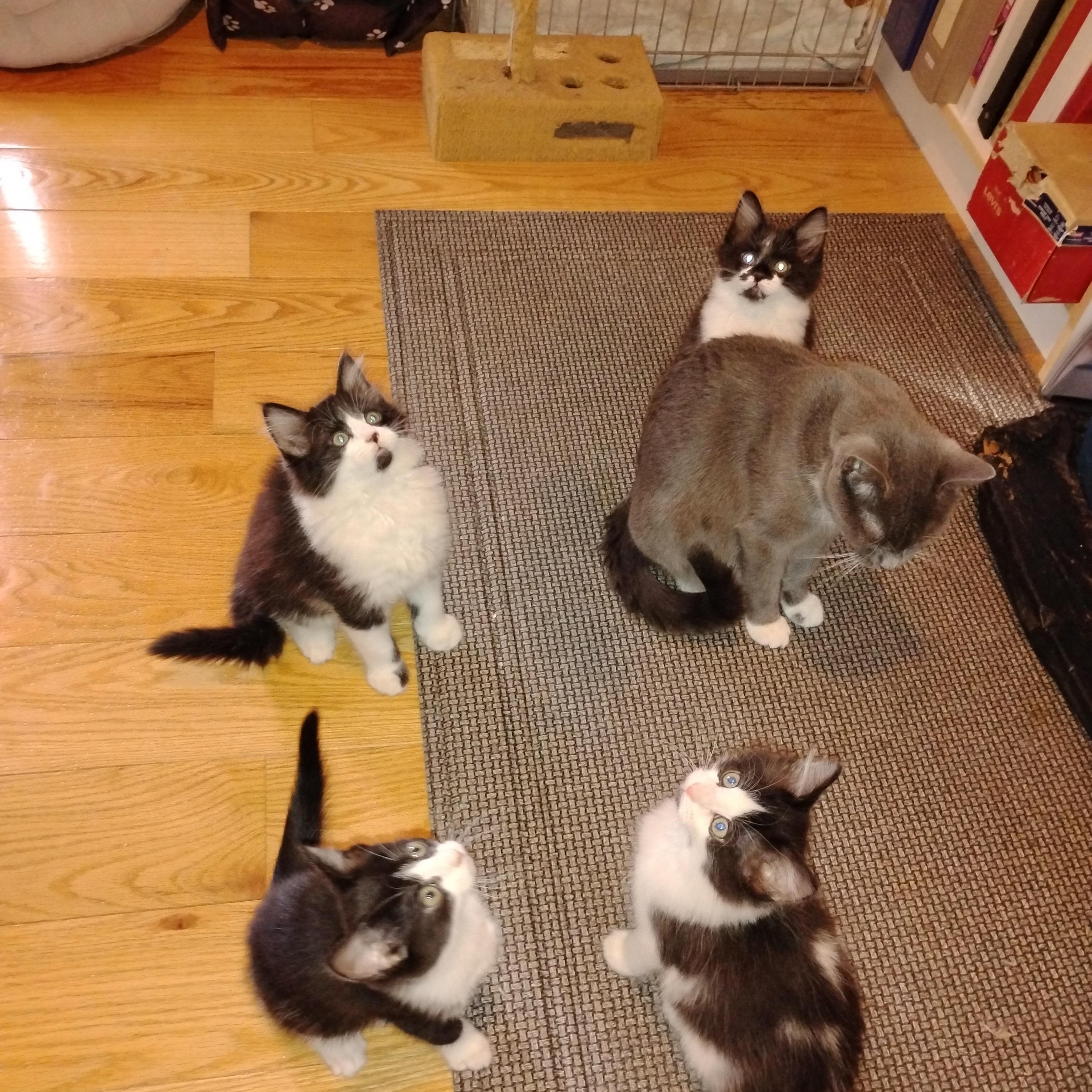 Hazel, a ADOPTABLE Domestic Short Hair in Beltsville, MD image 6/6