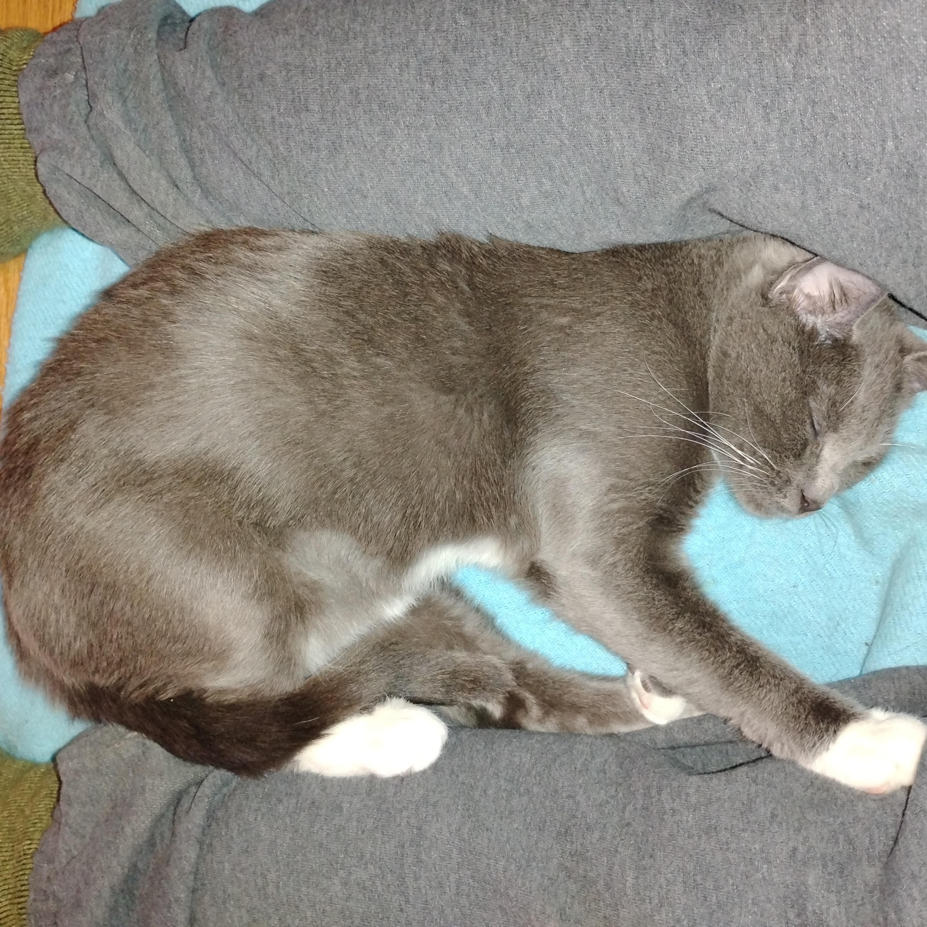 Enlarge Hazel, an adoption pending Domestic Short Hair in Beltsville, MD image 6/6