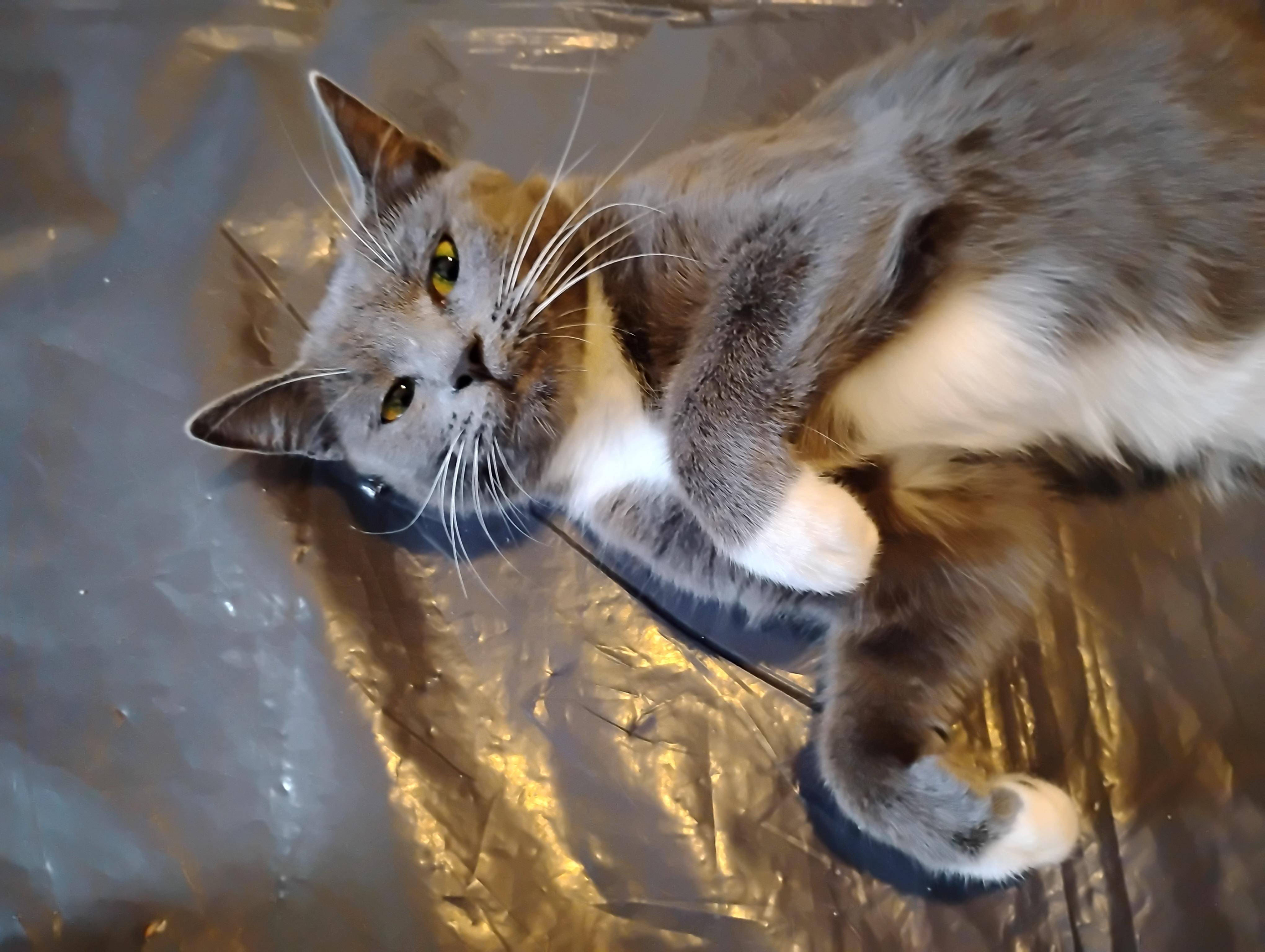 Hazel, a ADOPTABLE Domestic Short Hair in Beltsville, MD image 1/6