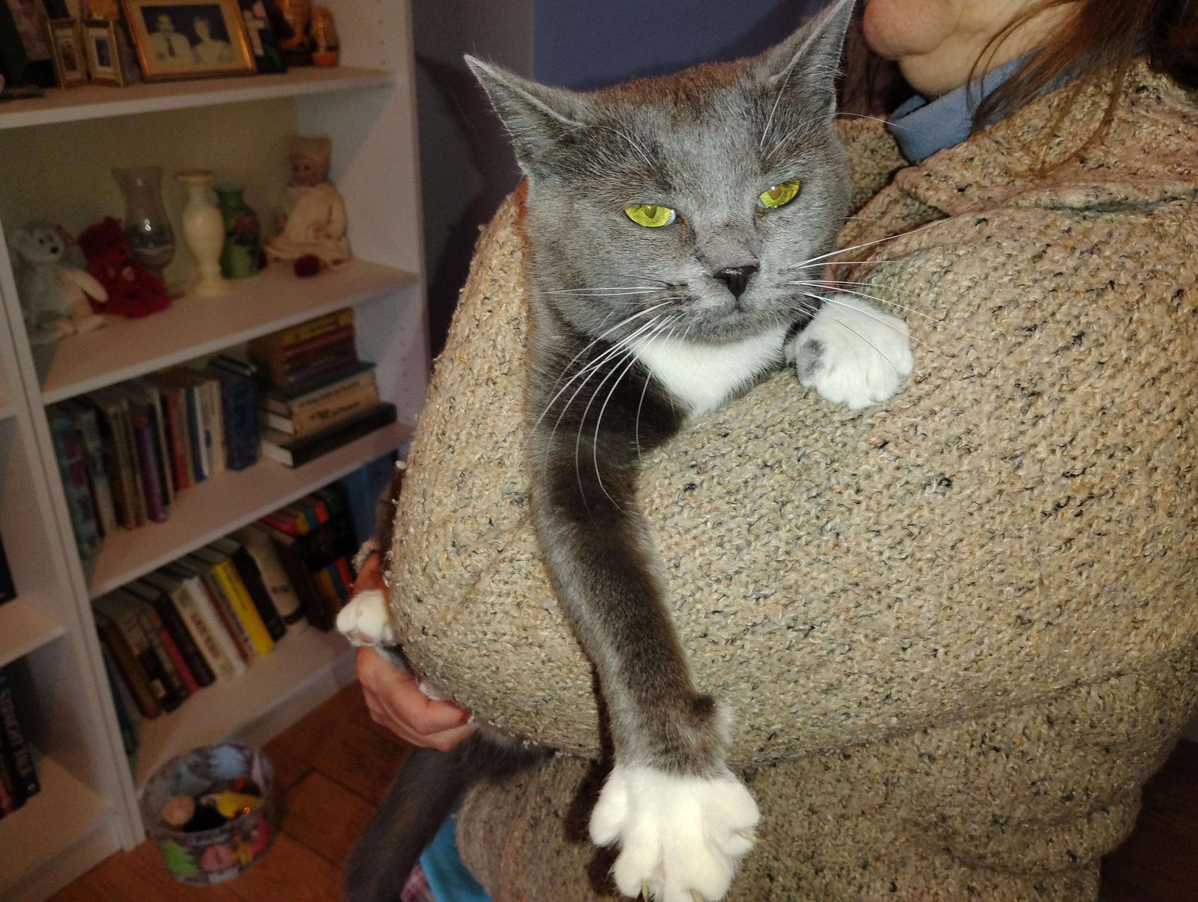 Enlarge Hazel, an adoption pending Domestic Short Hair in Beltsville, MD image 2/6