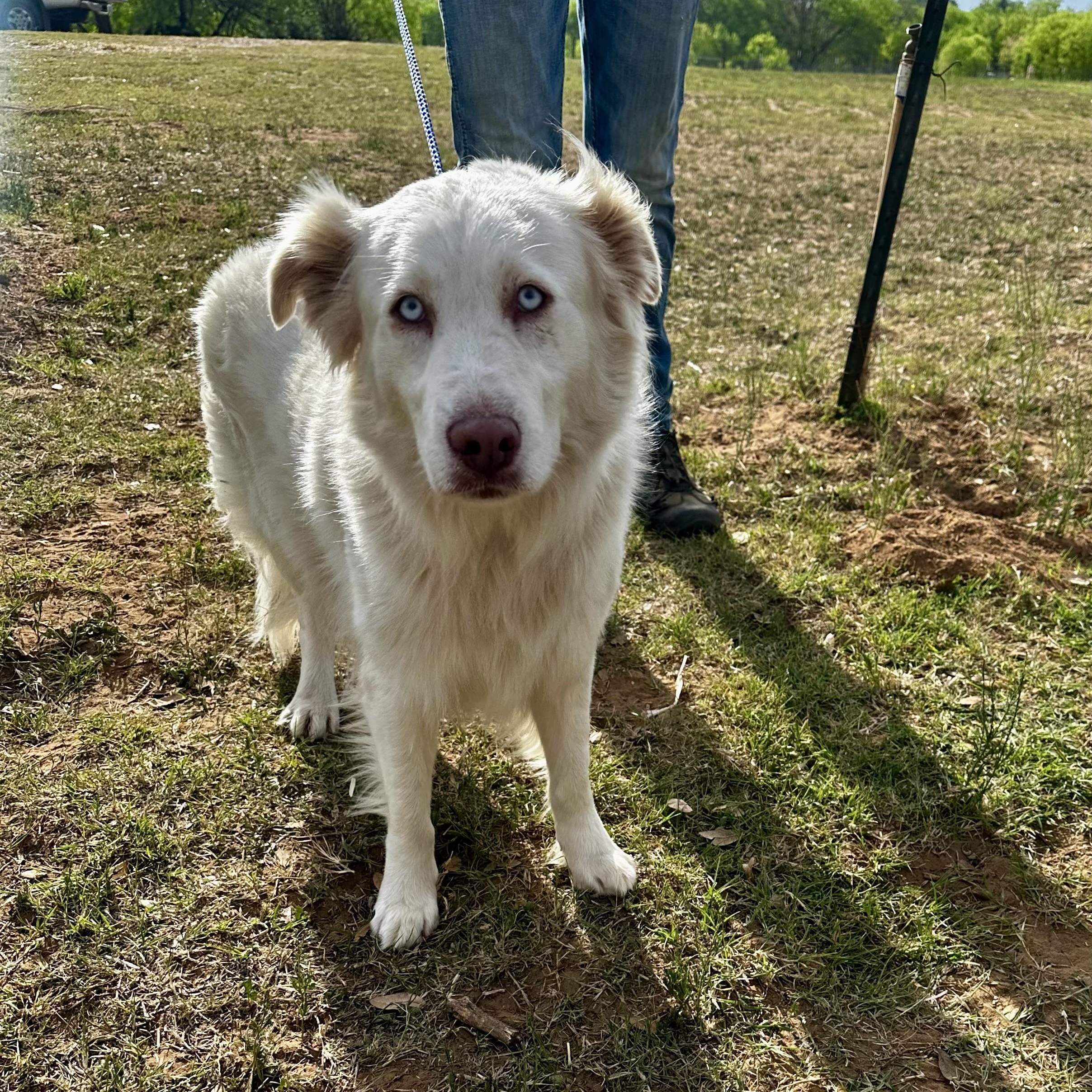 Enlarge Sunny, a Adoptable mixed breed in Seguin, TX image 2/4