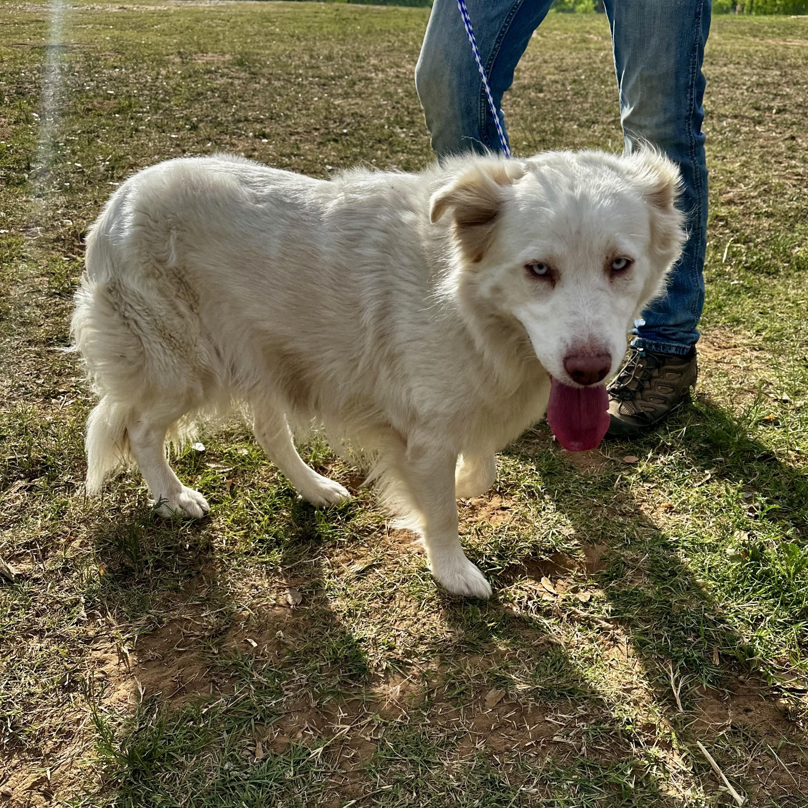 Enlarge Sunny, a Adoptable mixed breed in Seguin, TX image 3/4