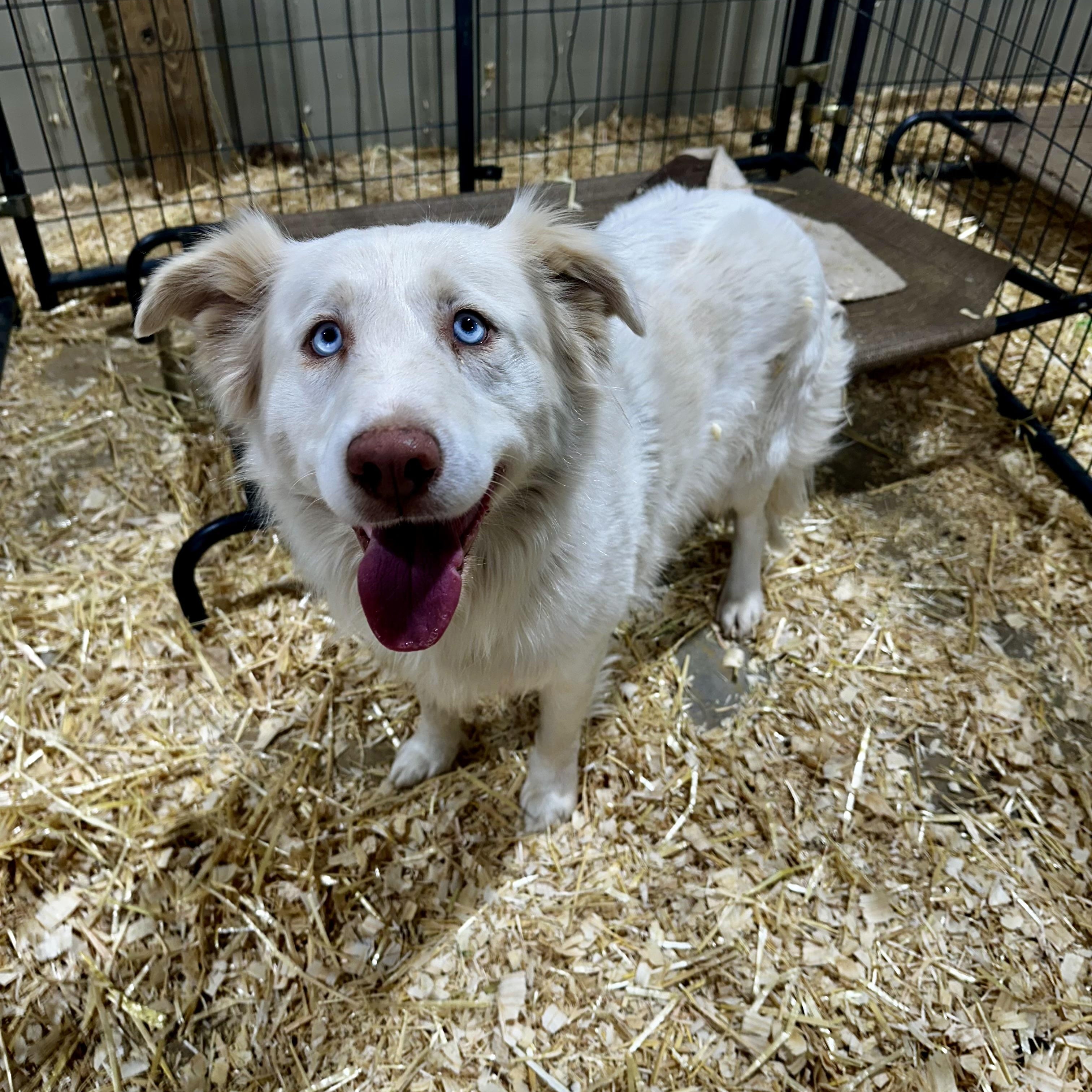 Enlarge Sunny, a Adoptable mixed breed in Seguin, TX image 4/4