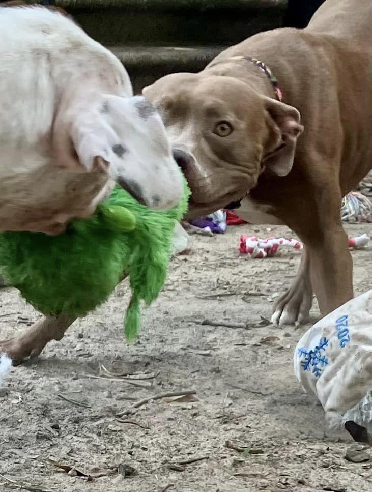 Honey, Adopted, Young Female Pit Bull Terrier.