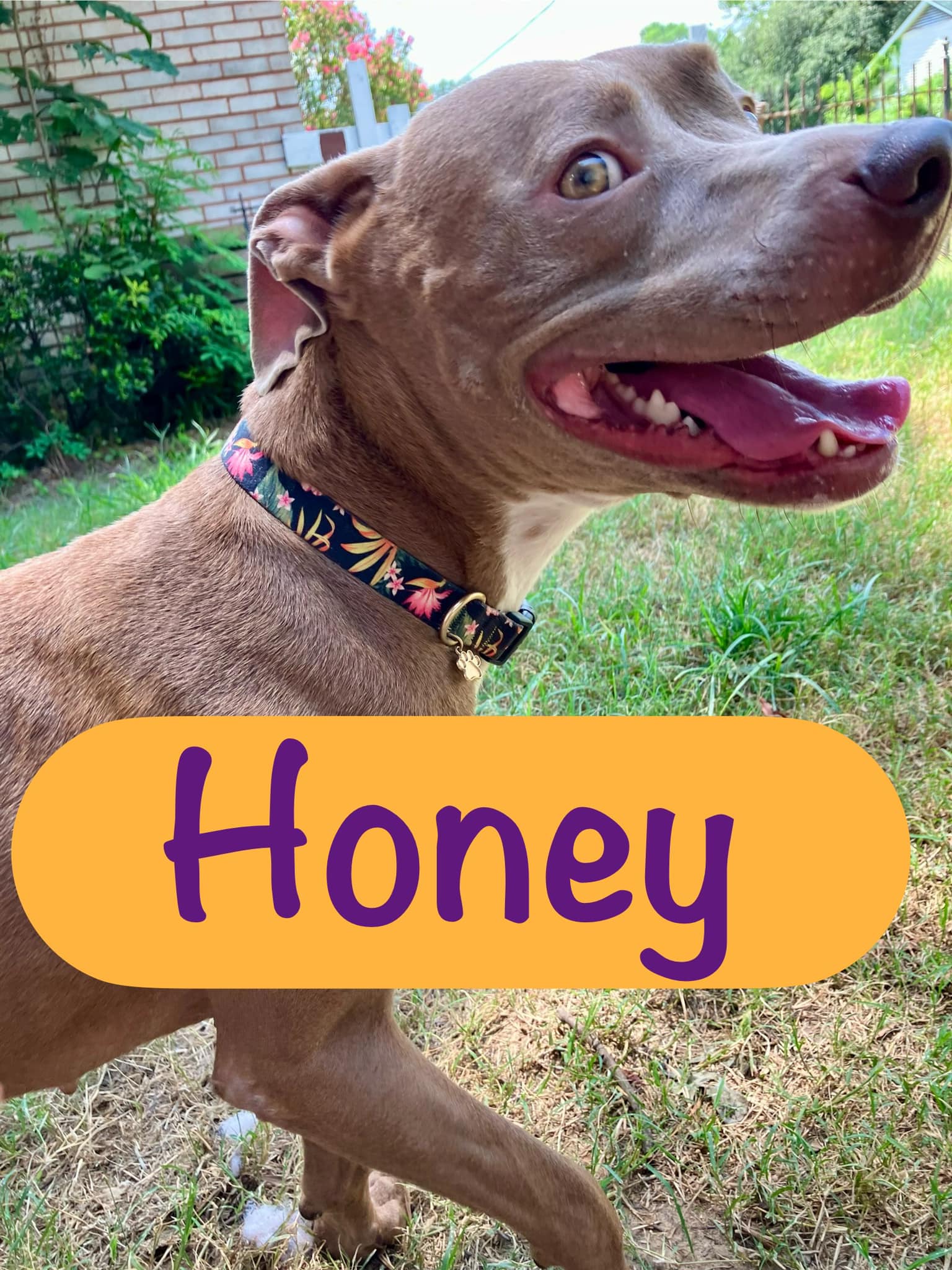 Enlarge Honey, a Adopted mixed breed in Shreveport, LA image 2/3