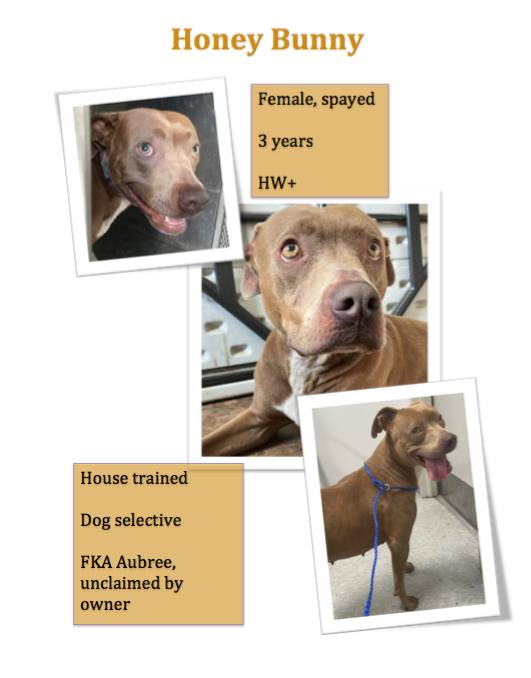 Enlarge Honey, a Adopted mixed breed in Shreveport, LA image 3/3