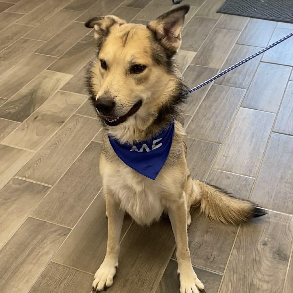 Chase, ADOPTABLE, Adult Male Shepherd & Collie.