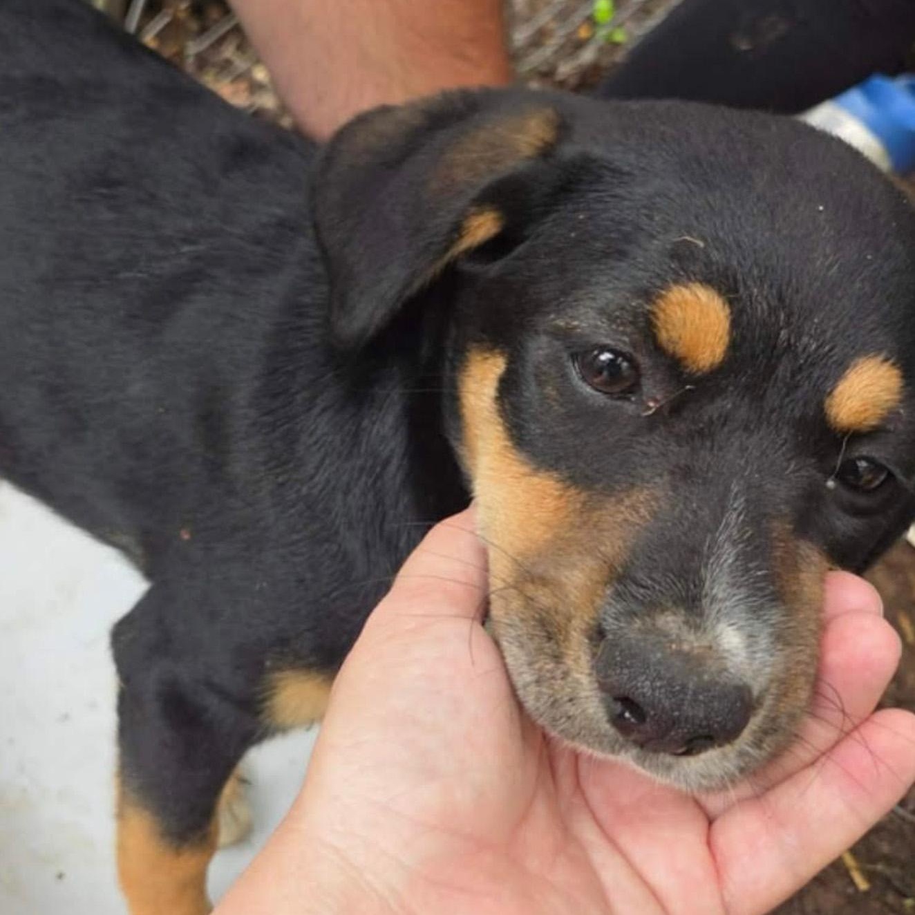Lilac, a Adoptable mixed breed in Albany, NY image 2/2