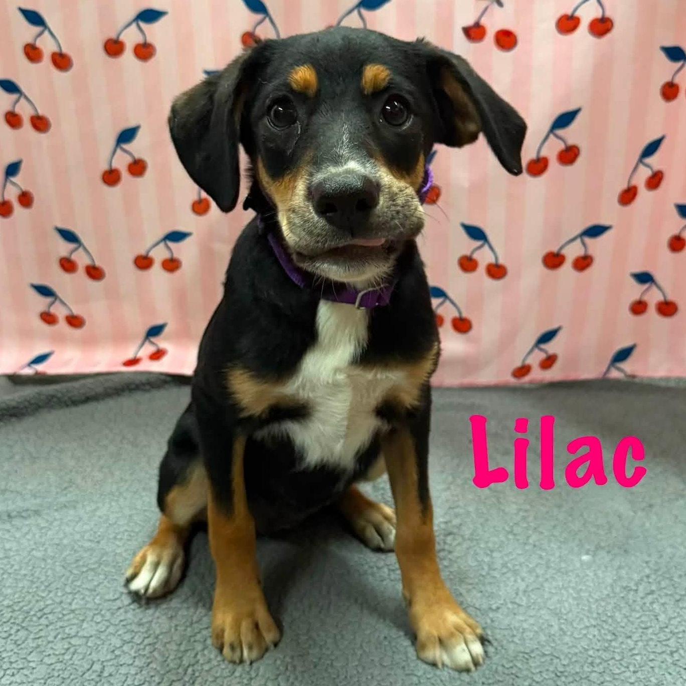 Lilac, Adoptable, Puppy Female Labrador Retriever.