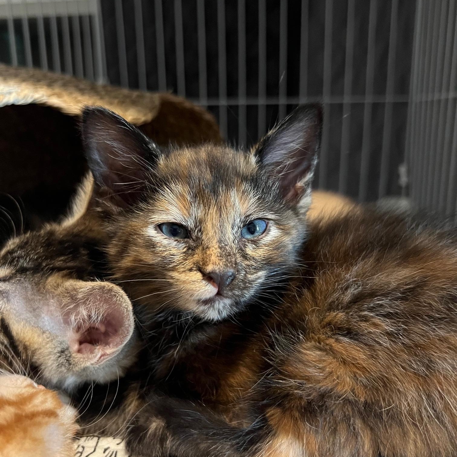 Margo, an adopted Domestic Short Hair in Chandler, AZ image 1/2