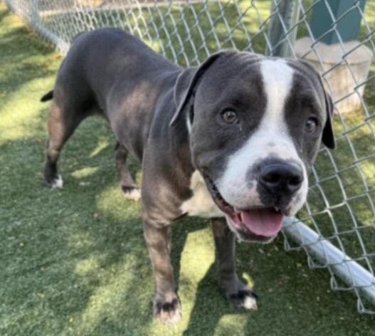 Enlarge Dice, a Adoptable Pit Bull Terrier in Encino, CA image 1/5