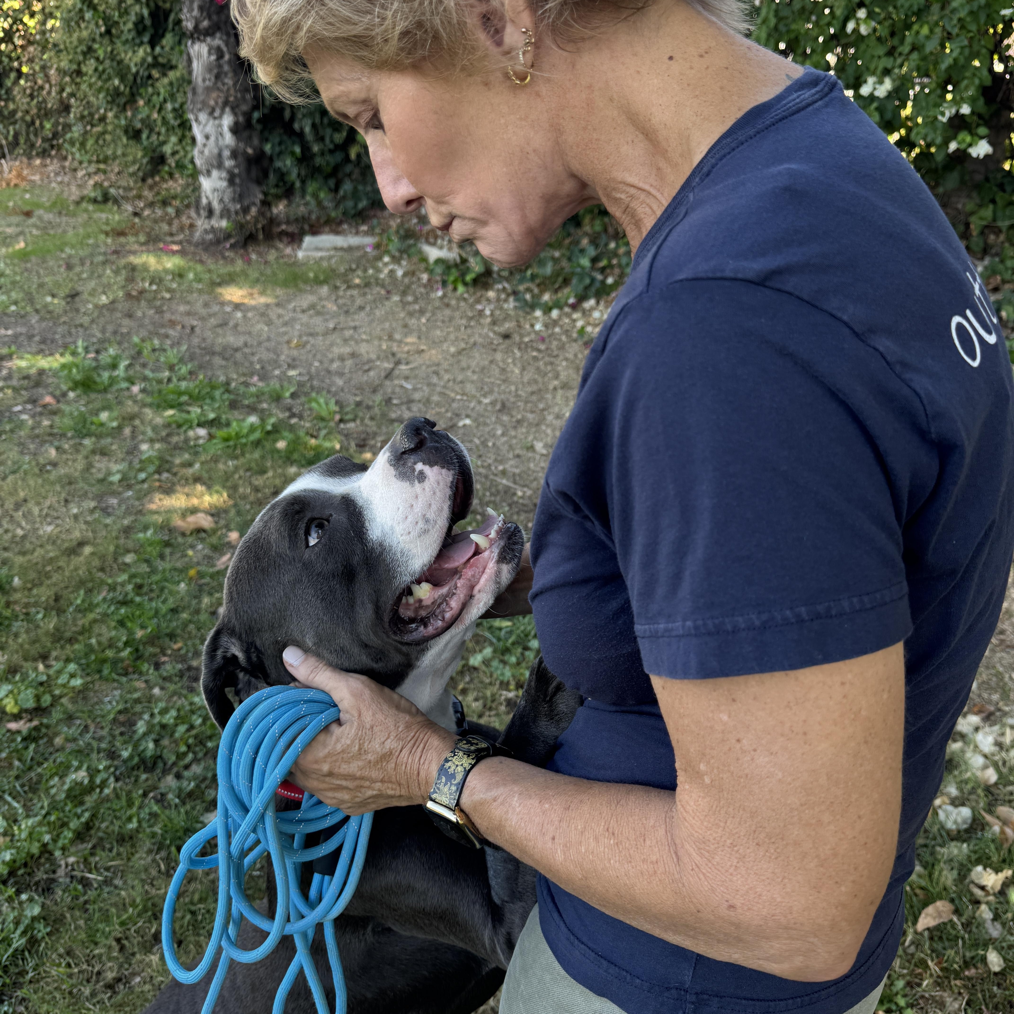 Dice, Adoptable, Young Male Pit Bull Terrier.