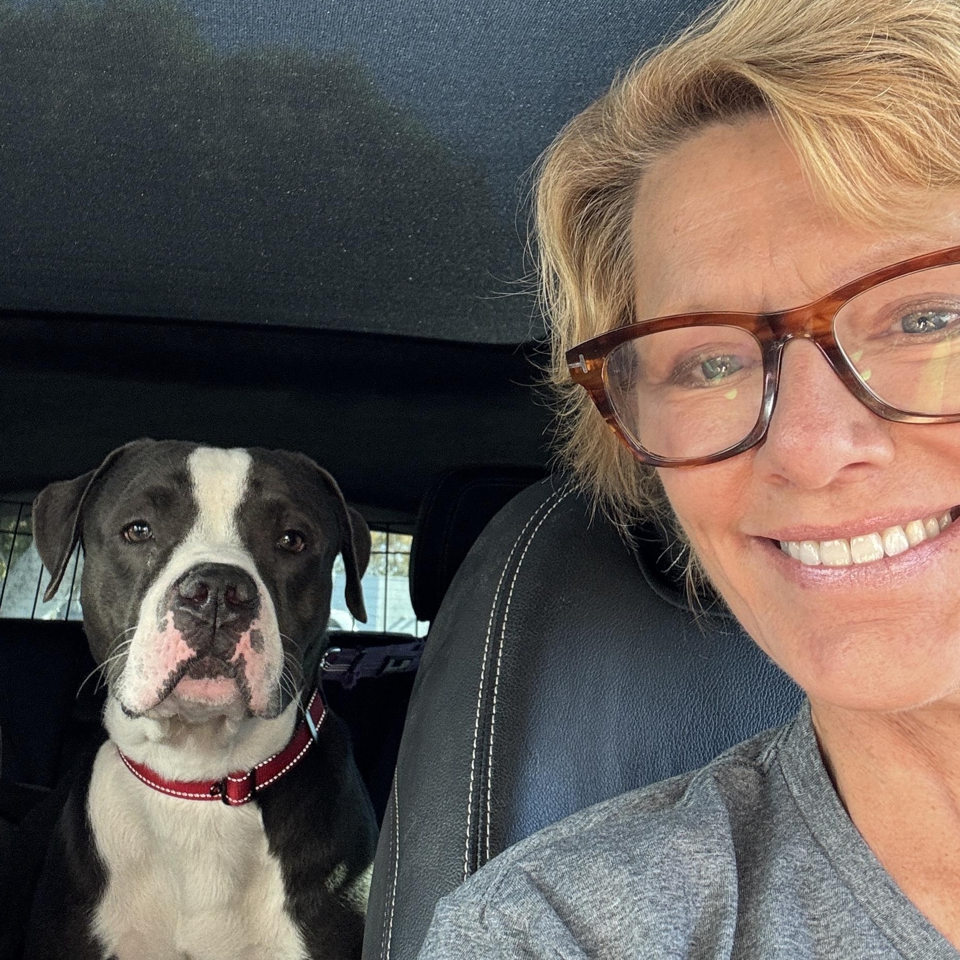 Enlarge Dice, a Adoptable Pit Bull Terrier in Encino, CA image 3/5