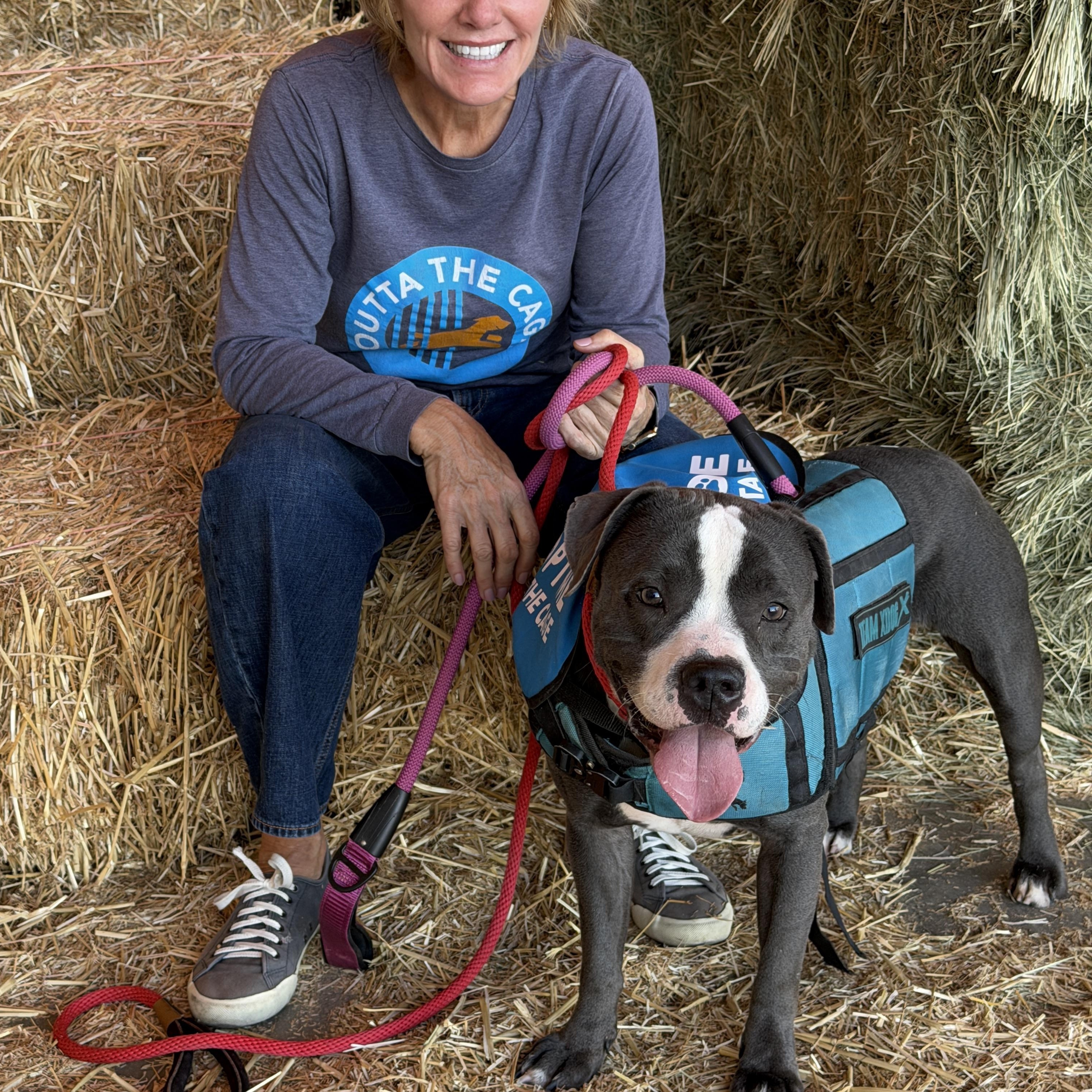Enlarge Dice, a Adoptable Pit Bull Terrier in Encino, CA image 3/6