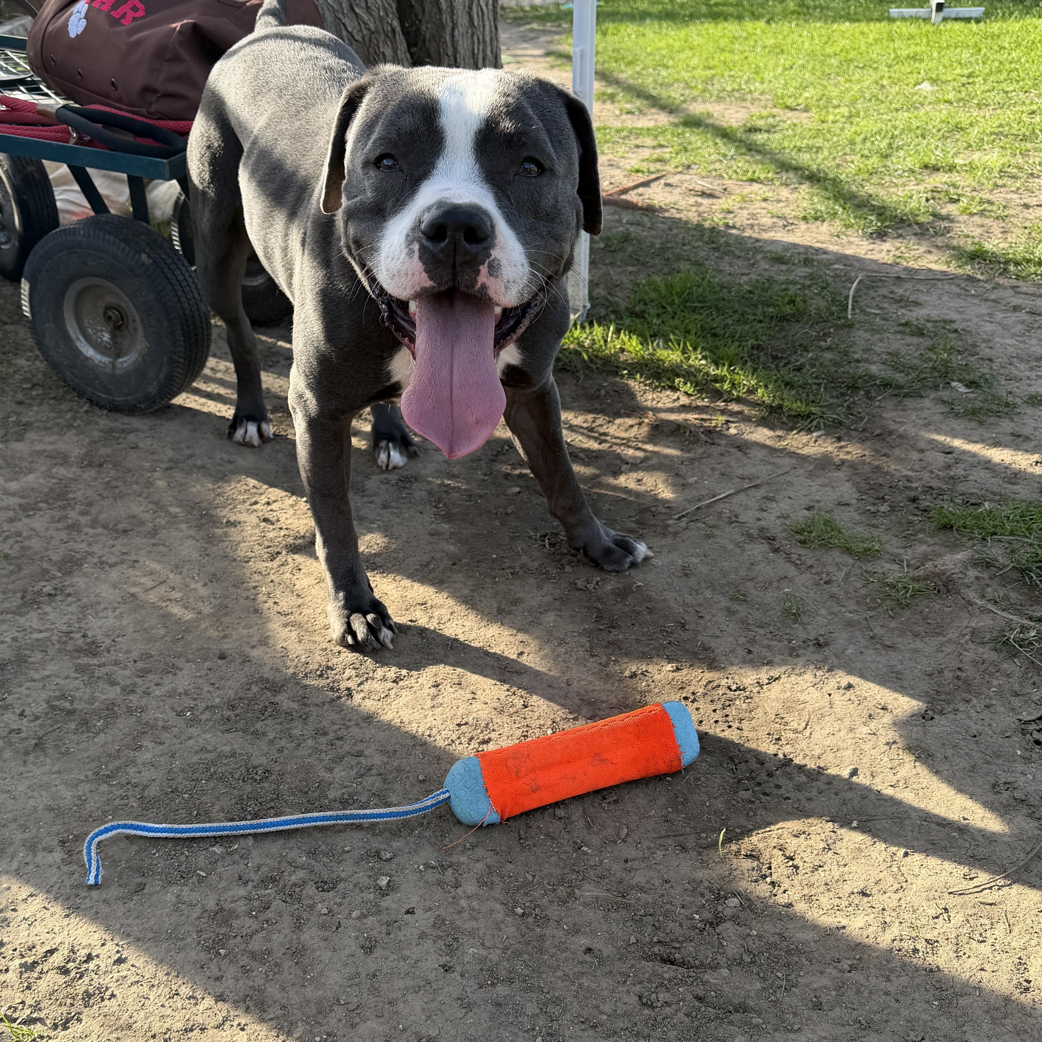 Enlarge Dice, a Adoptable Pit Bull Terrier in Encino, CA image 4/6