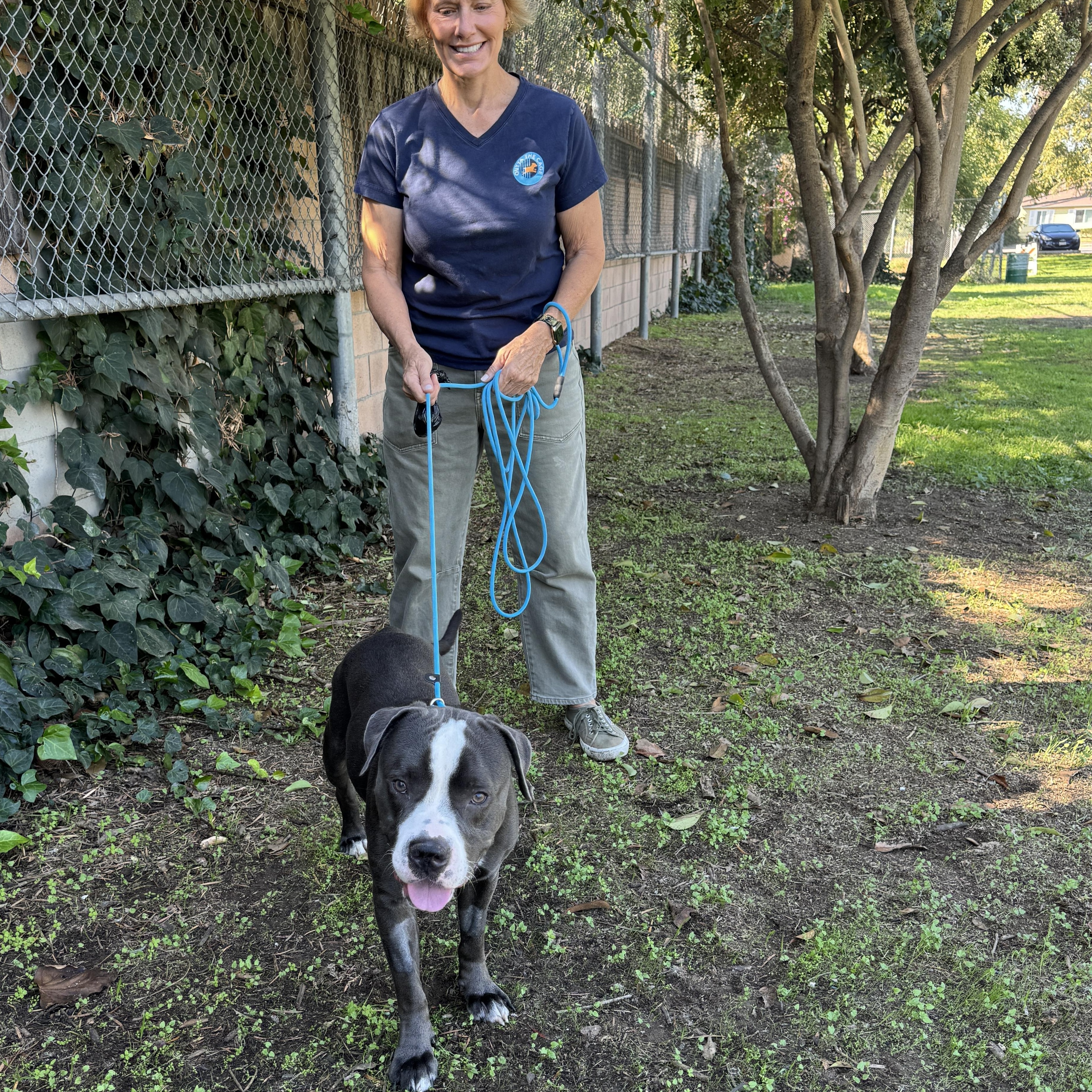 Enlarge Dice, a Adoptable Pit Bull Terrier in Encino, CA image 4/5