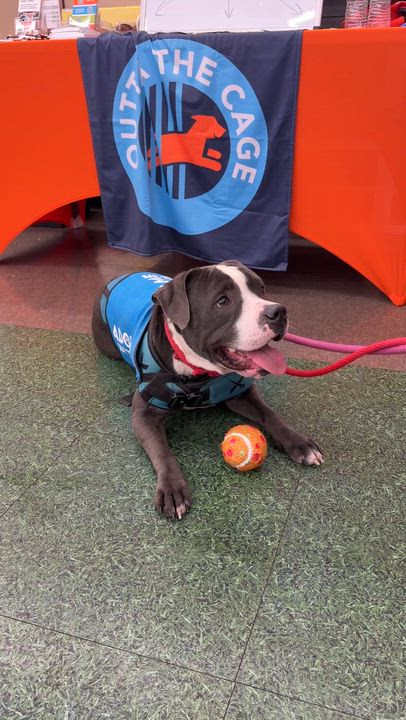 Enlarge Dice, a Adoptable Pit Bull Terrier in Encino, CA video 5/6