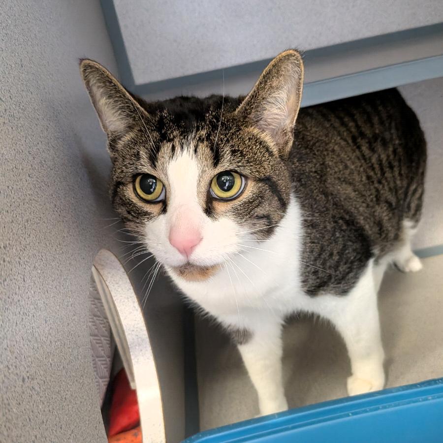 Harry, Adoptable, Young Male Domestic Short Hair.