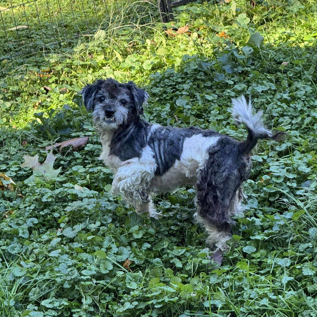 Tucker, Adoptable, Senior Male Shih Tzu & Mixed Breed.