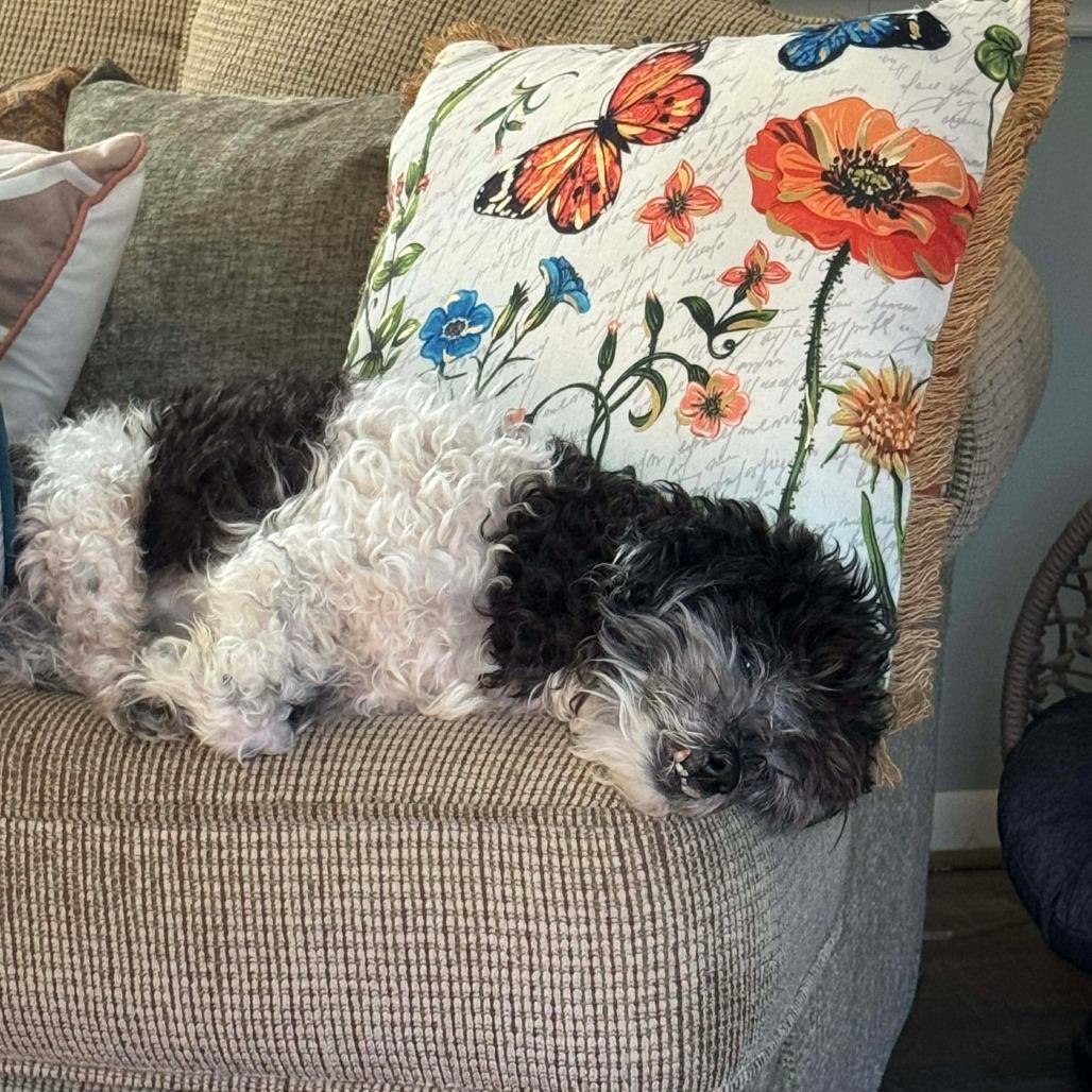 Tucker, Adoptable, Senior Male Shih Tzu & Mixed Breed.