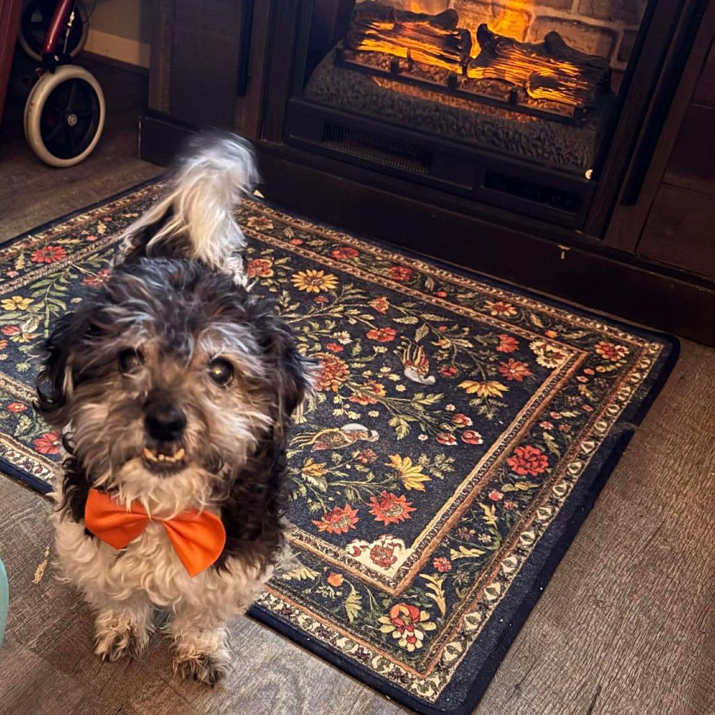 Tucker, a Adoptable mixed breed in Jarrettsville, MD image 2/6