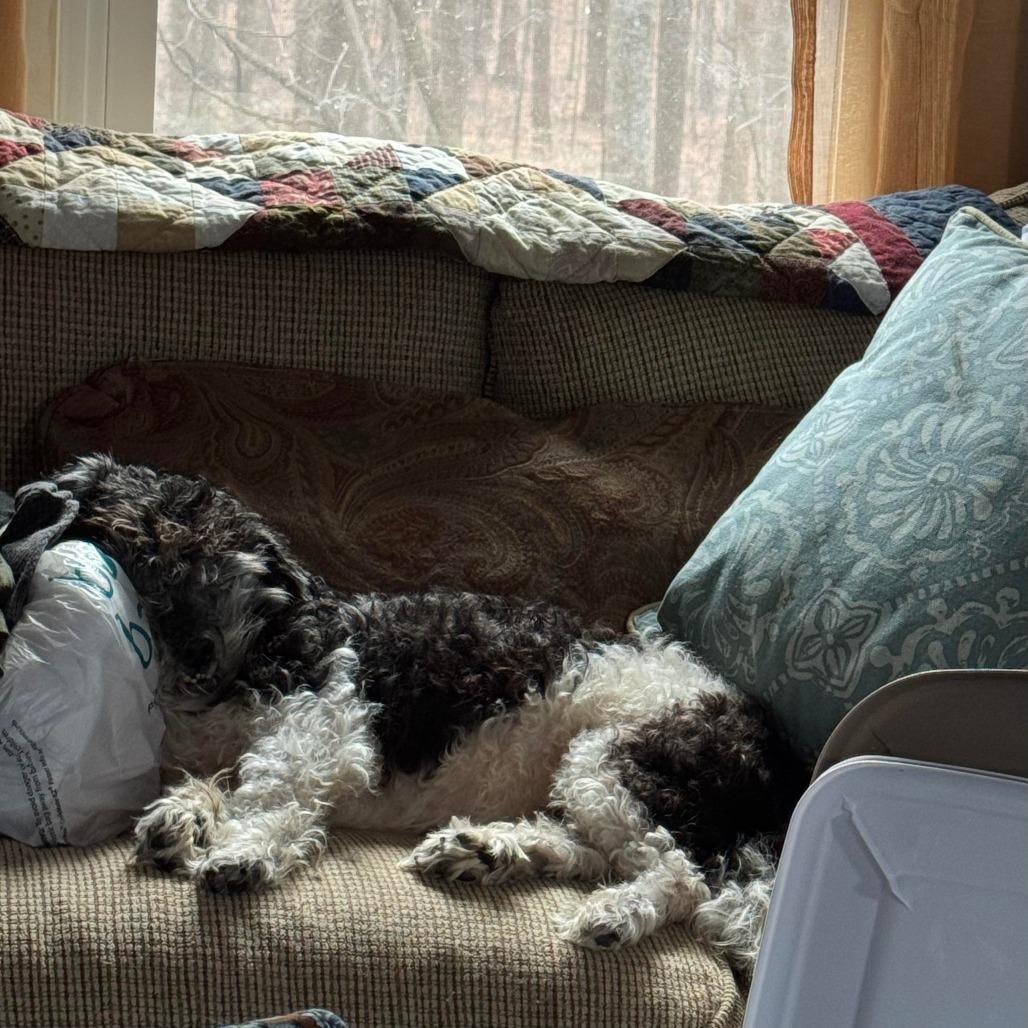 Tucker, a Adoptable mixed breed in Jarrettsville, MD image 3/6