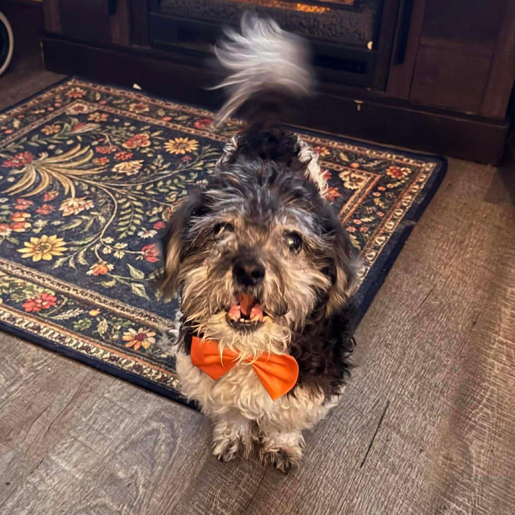 Tucker, a Adoptable mixed breed in Jarrettsville, MD image 4/6