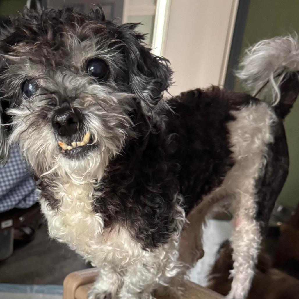 Tucker, a Adoptable mixed breed in Jarrettsville, MD image 5/6