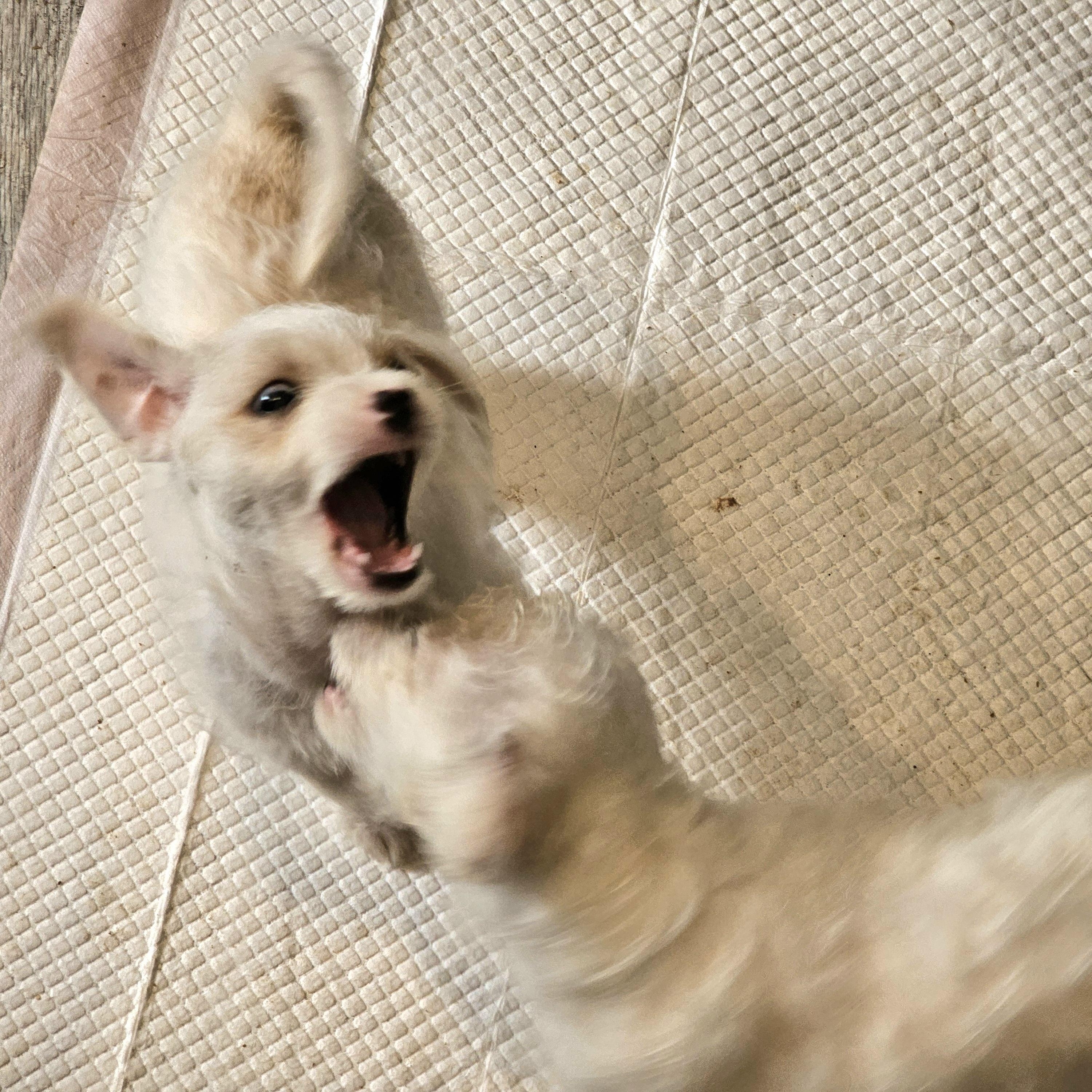 Enlarge Rocky, an adopted mixed breed in San Jose, CA image 3/6
