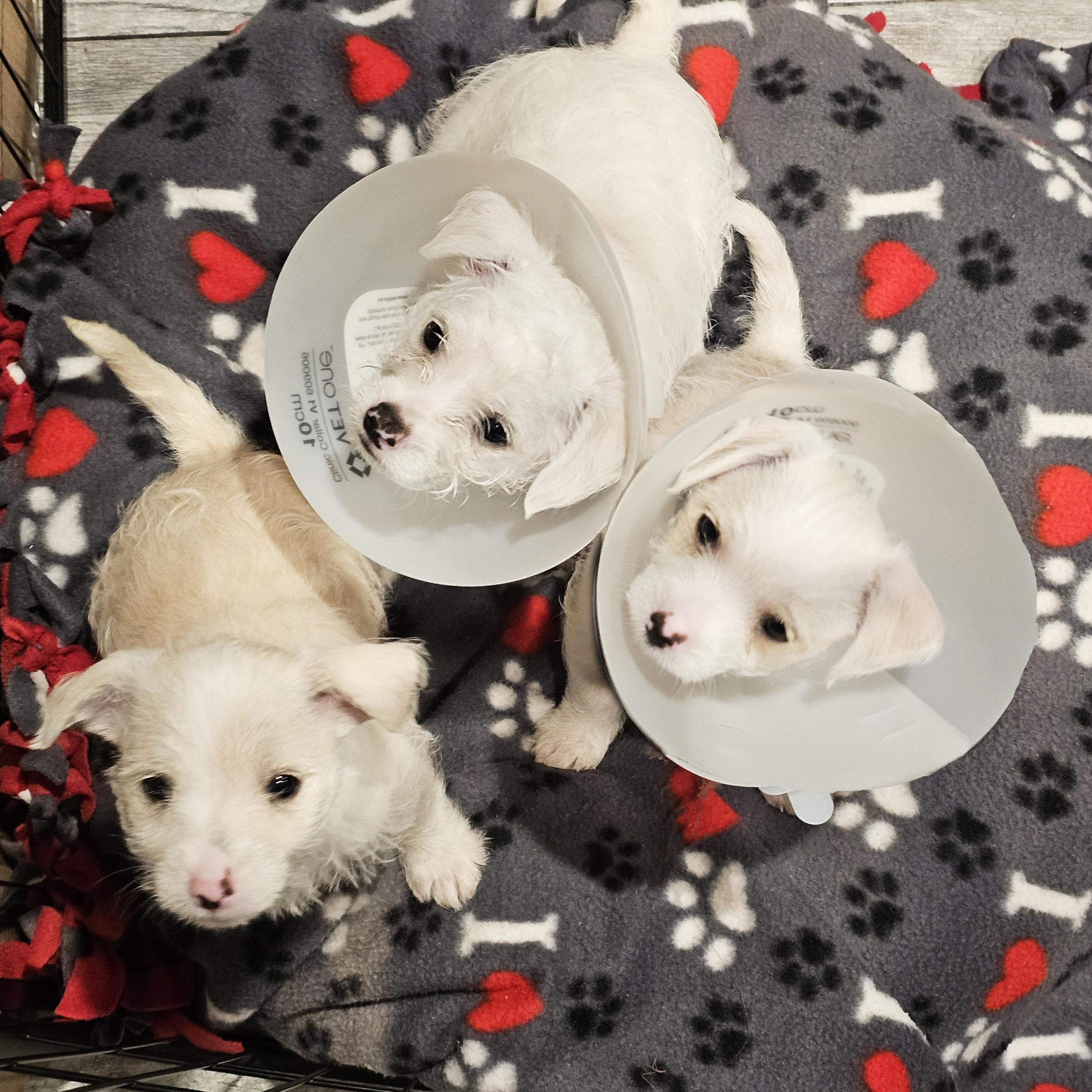 Enlarge Rocky, an adopted mixed breed in San Jose, CA image 4/6