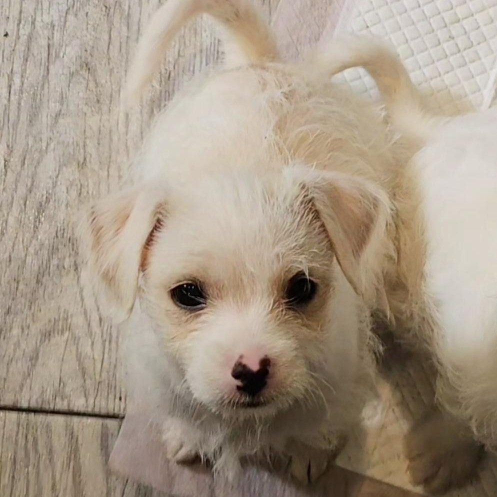 Rocky, Adoptable, Puppy Male Terrier.