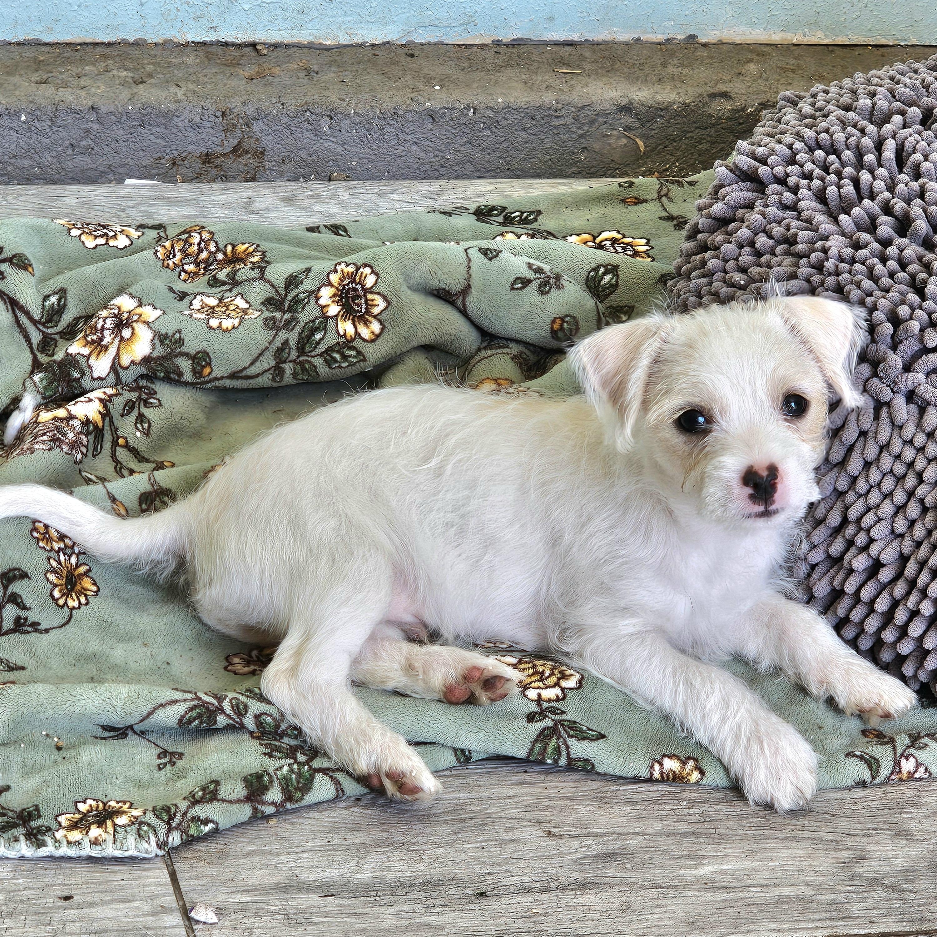 Enlarge Rocky, an adopted mixed breed in San Jose, CA image 6/6