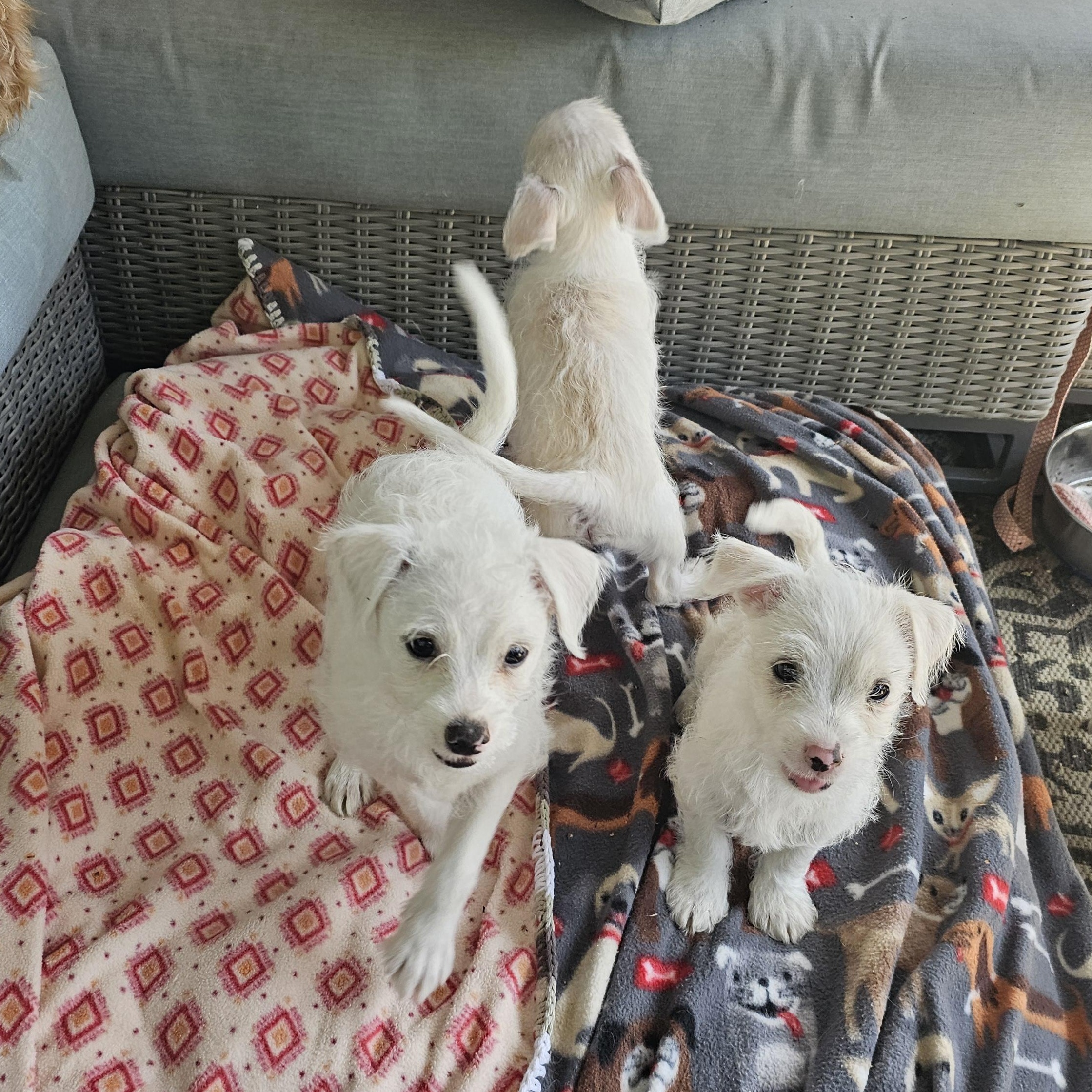 Enlarge Rocky, an adopted mixed breed in San Jose, CA image 5/6