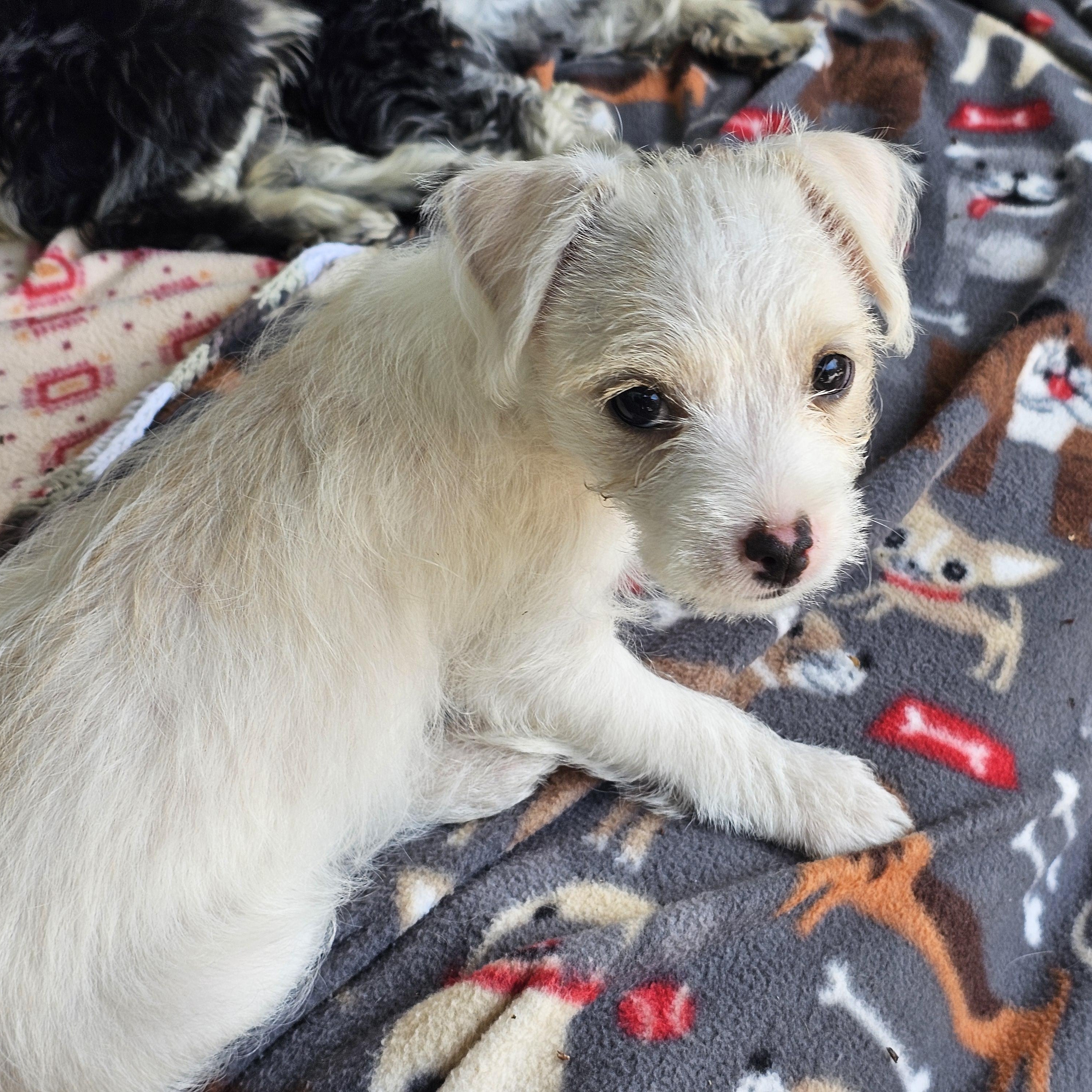 Rocky, adopted, Puppy Male Terrier.