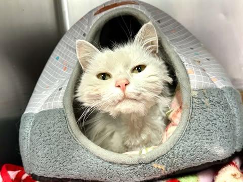 Enlarge Ivory, a Adoptable Domestic Long Hair in North Haledon, NJ image 1/6