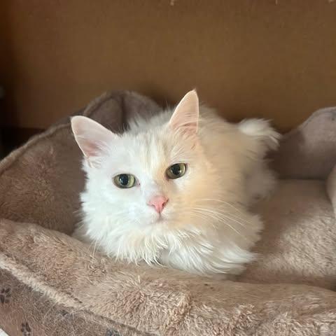 Enlarge Ivory, a Adoptable Domestic Long Hair in North Haledon, NJ image 2/6