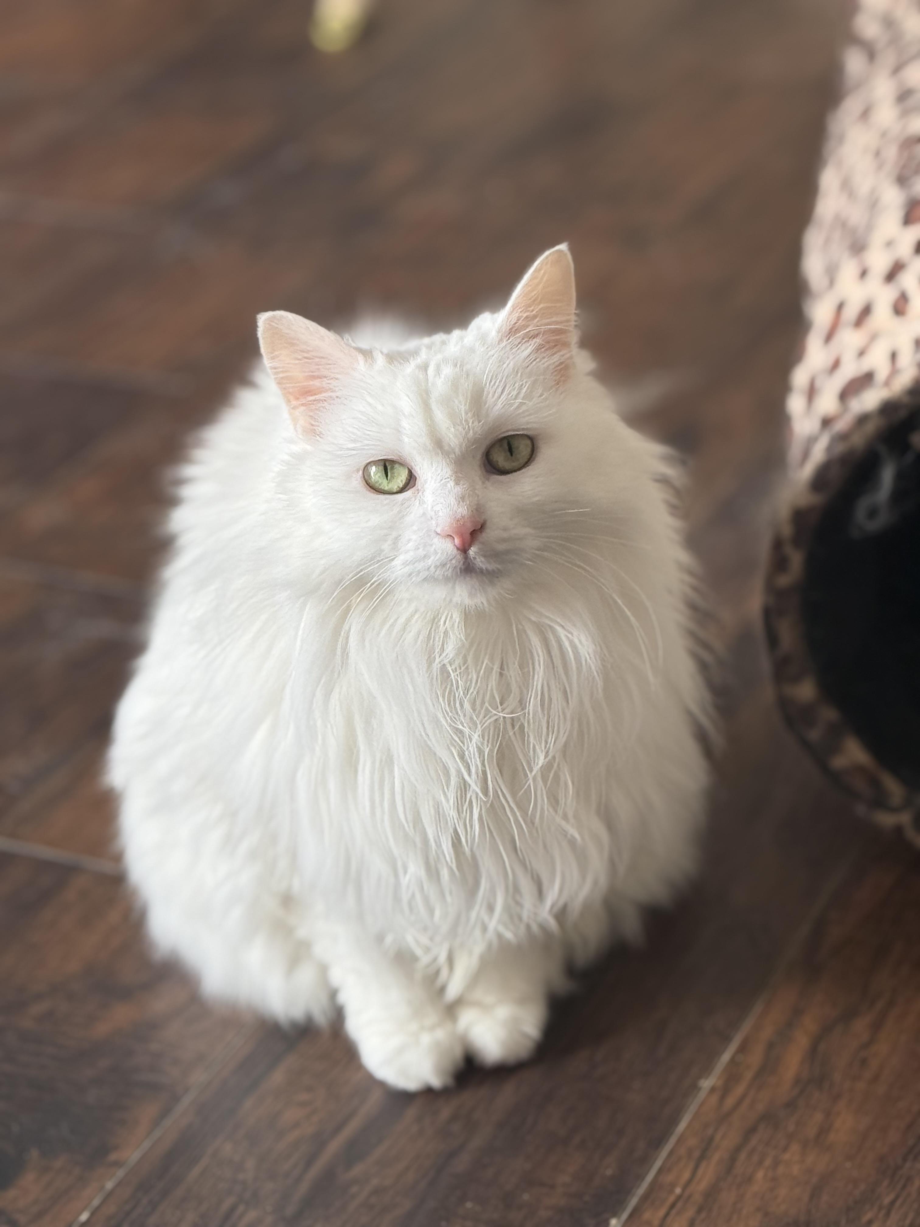 Enlarge Ivory, a Adoptable Domestic Long Hair in North Haledon, NJ image 3/6